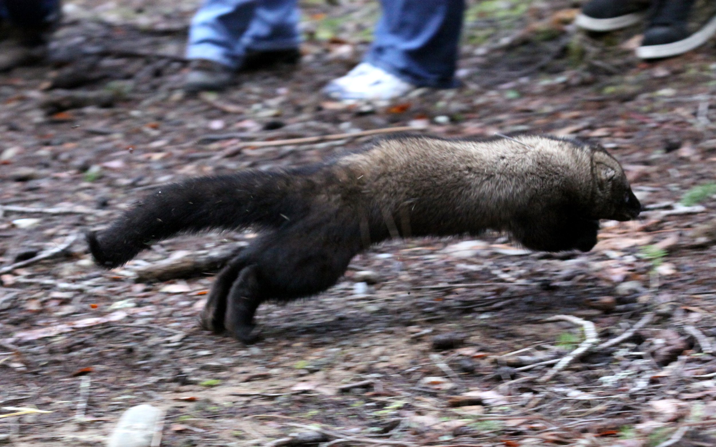 MUSTELID - FISHER - RELEASE ON 21 DECEMBER 2009 AT WISKER BEND TRAIL HEAD AND SOL DUC CAMPGROUND ONP (53).JPG