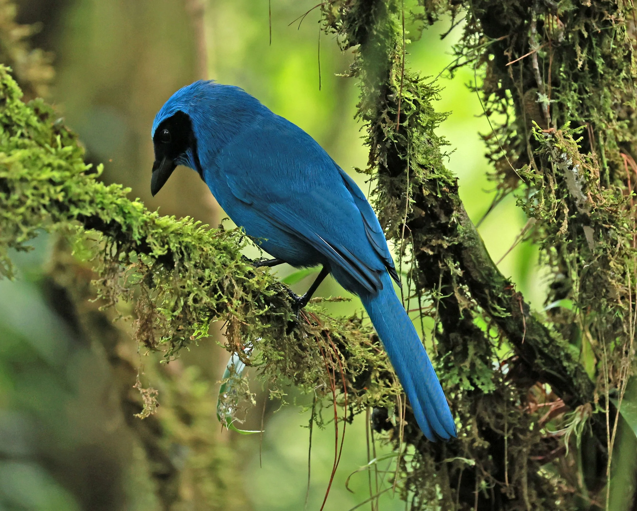 Turquoise Jay (Cyanolyca turcosa) Guango Lodge, Papallacta, Ecuador ...