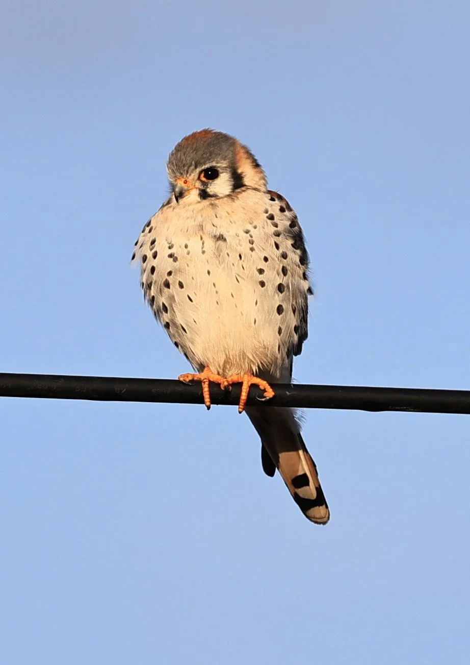 American Kestrel (Falco sparverius) Aurora Chaquena Reserve, Neuland Mennonite Colony Paraguay (8).jpg