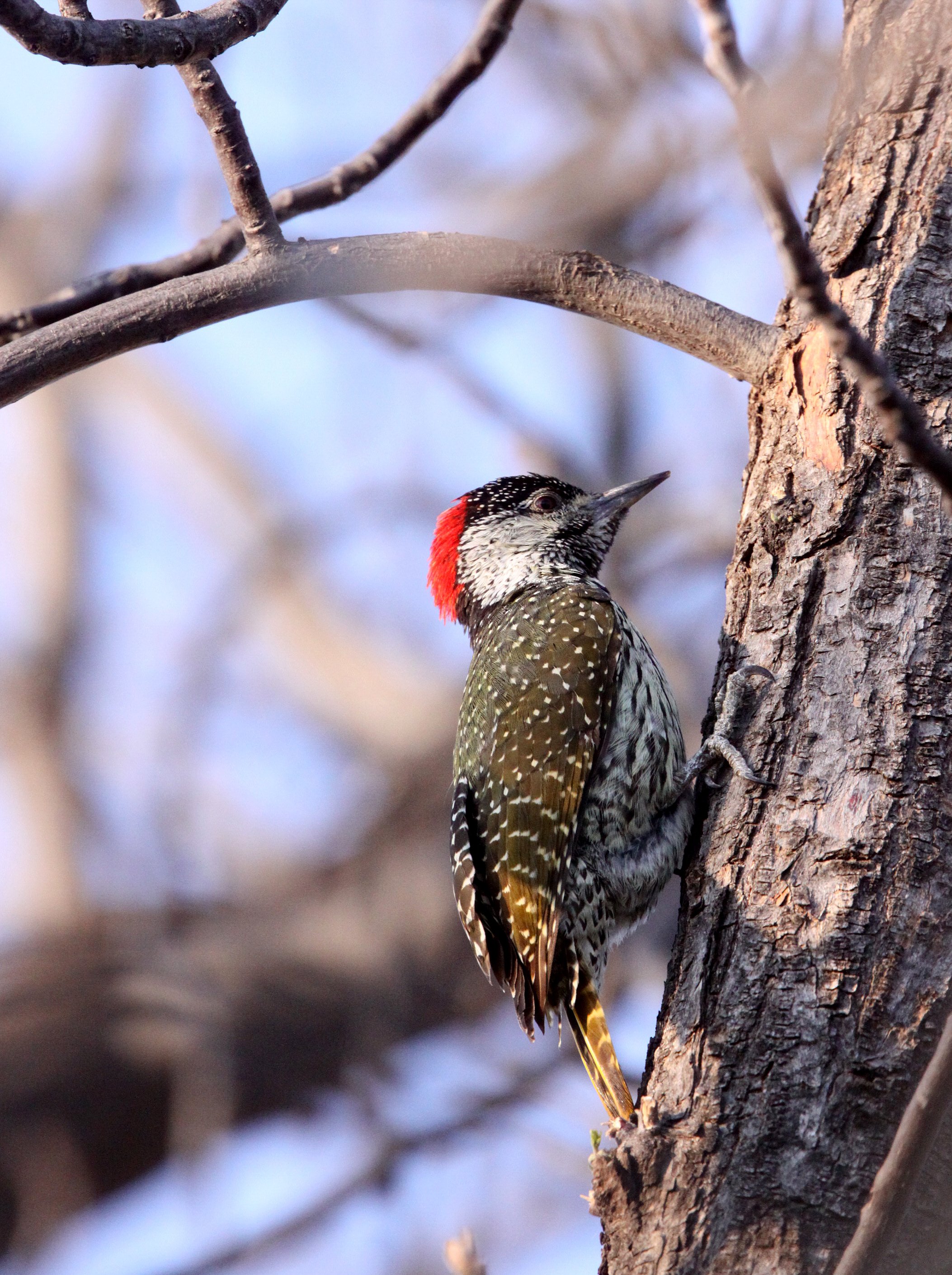 BIRD - WOODPECKER - CARDINAL WOODPECKER - DENDROPICOS FUSCESCENS - MARRICK CAMP KIMBERLY SOUTH AFRICA (7).JPG