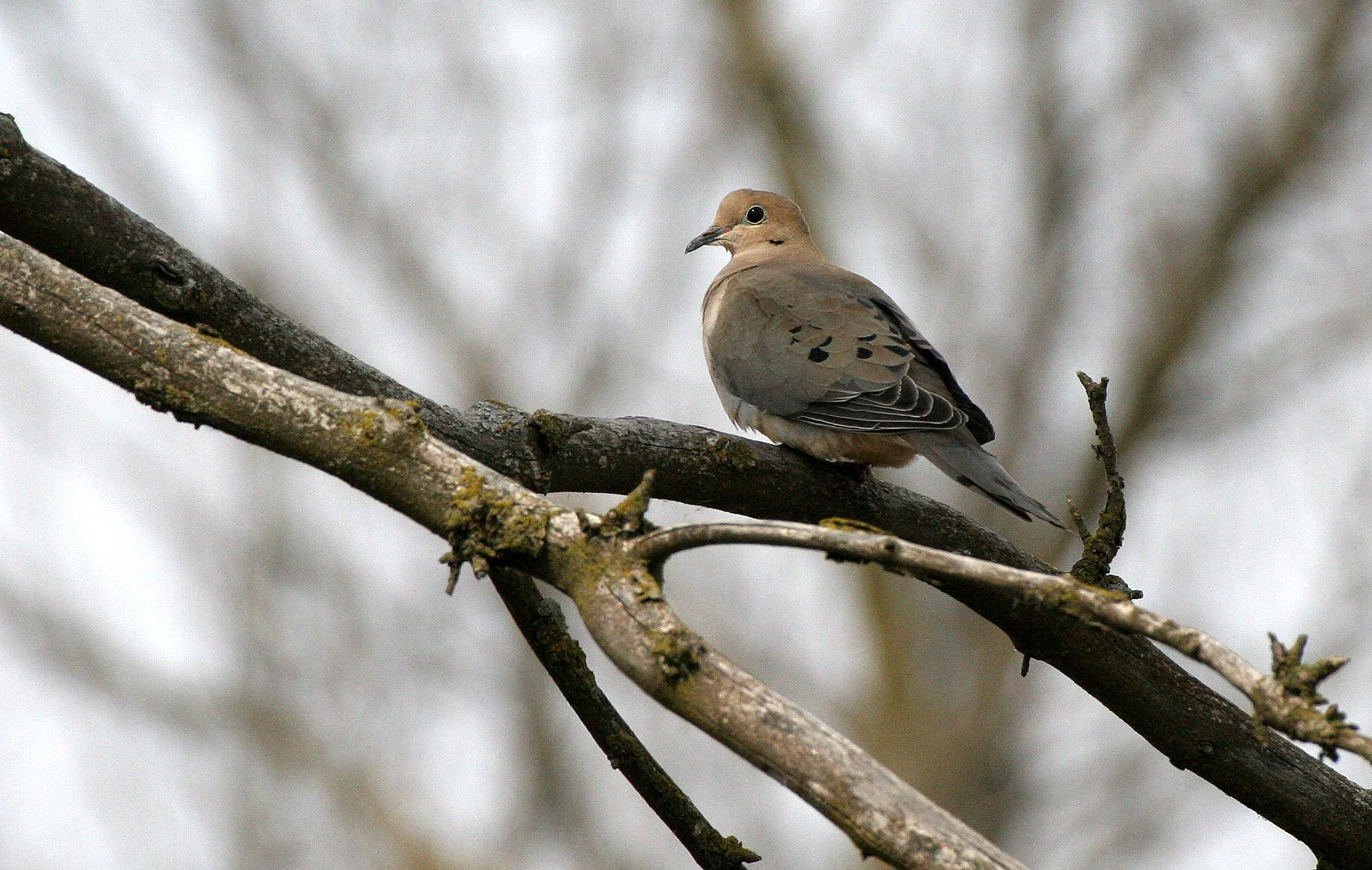 Mourning Dove (Zenaida macroura) Pratt's Wayne Woods Illinois (4).JPG
