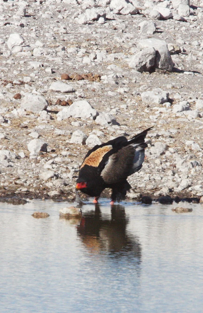 Terathopius ecaudatus - BATELEUR - ETOSHA NATIONAL PARK NAMIBIA (9).JPG