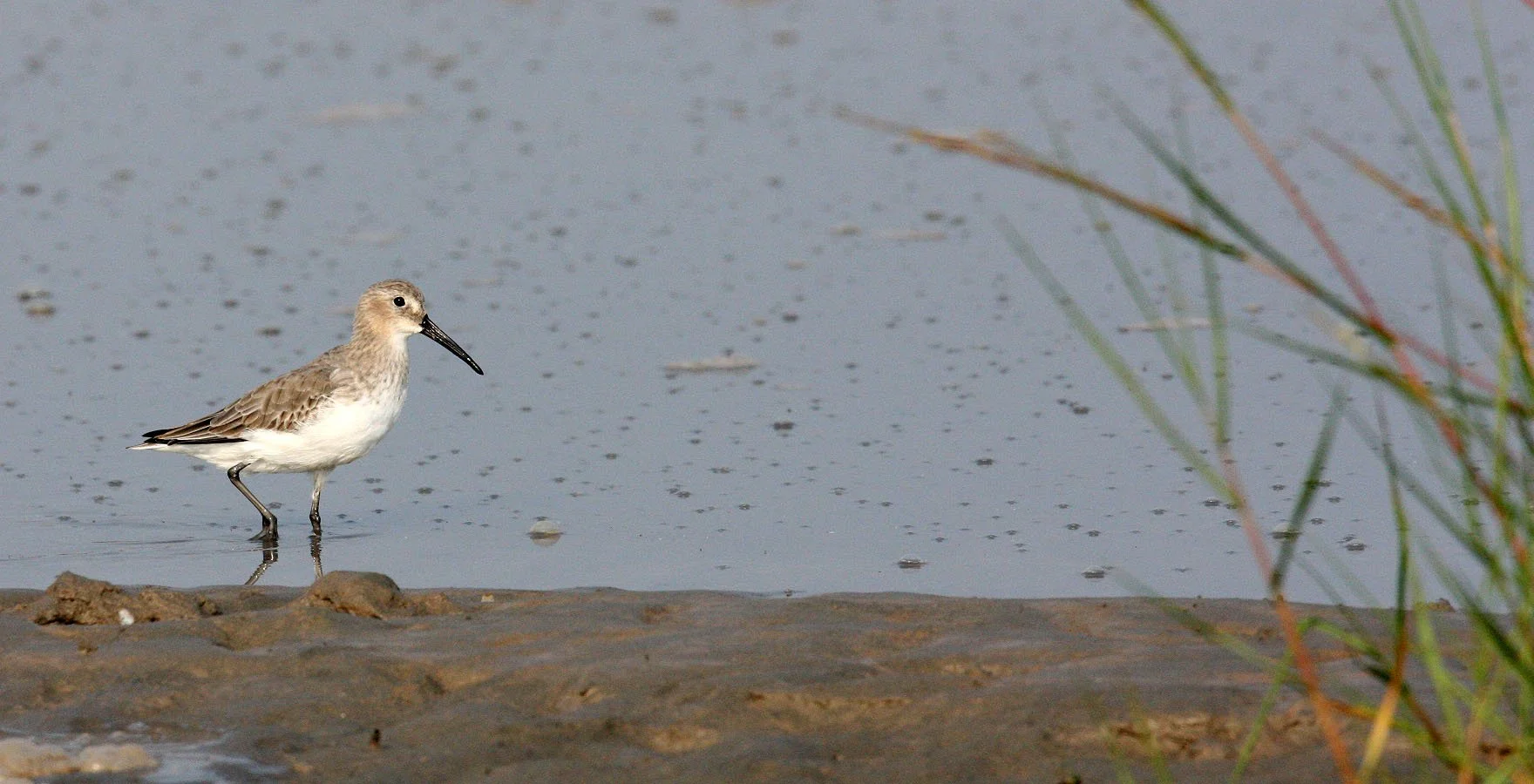 BIRD - DUNLIN -  NANKOU, RUDONG, CHINA (19).JPG