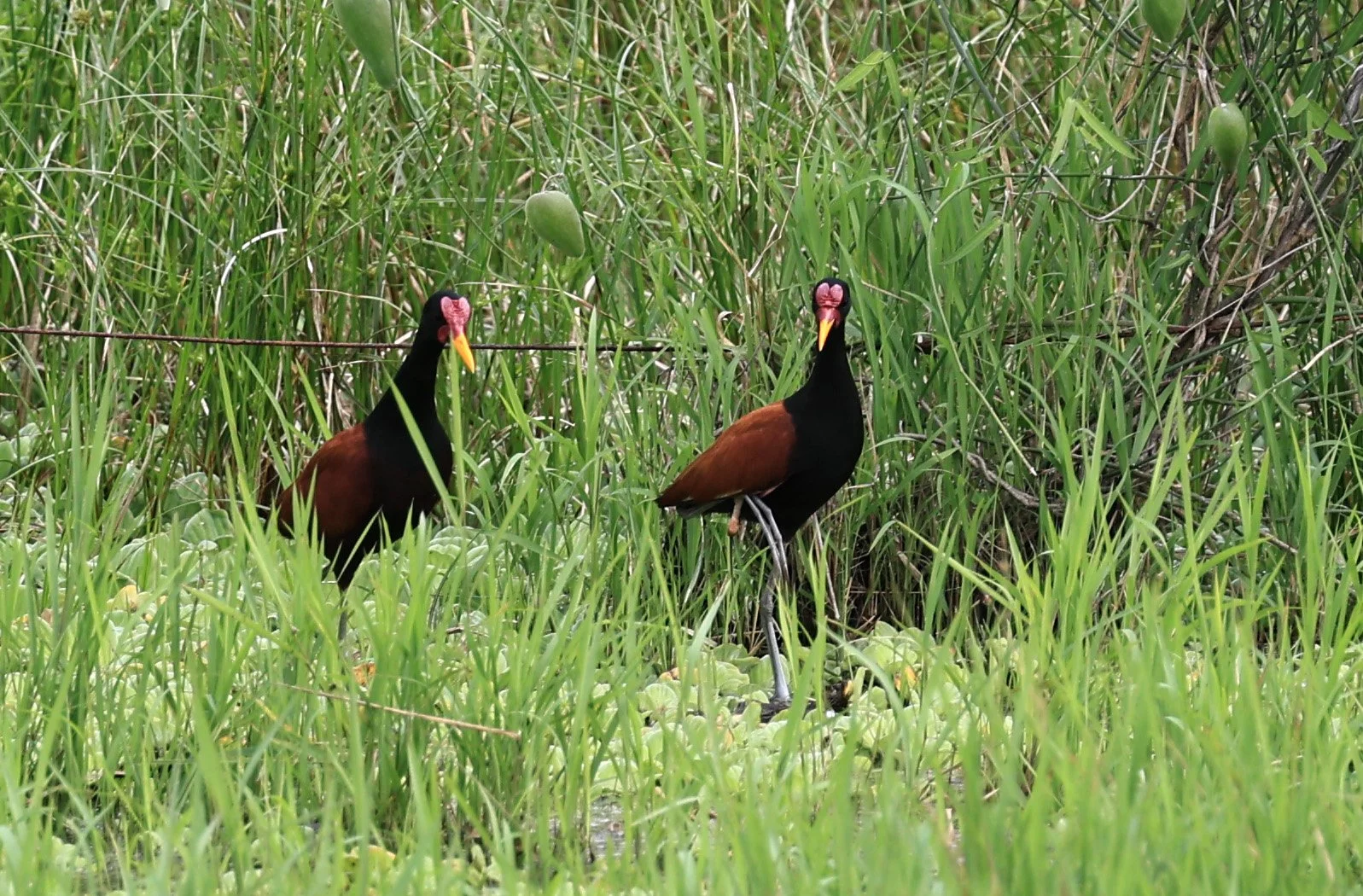 Wattled Jacana (Jacana jacana) Wet Chaco Habitat - Wetlands along Road between Pozo Colorado & Asuncion (1 (6).jpg
