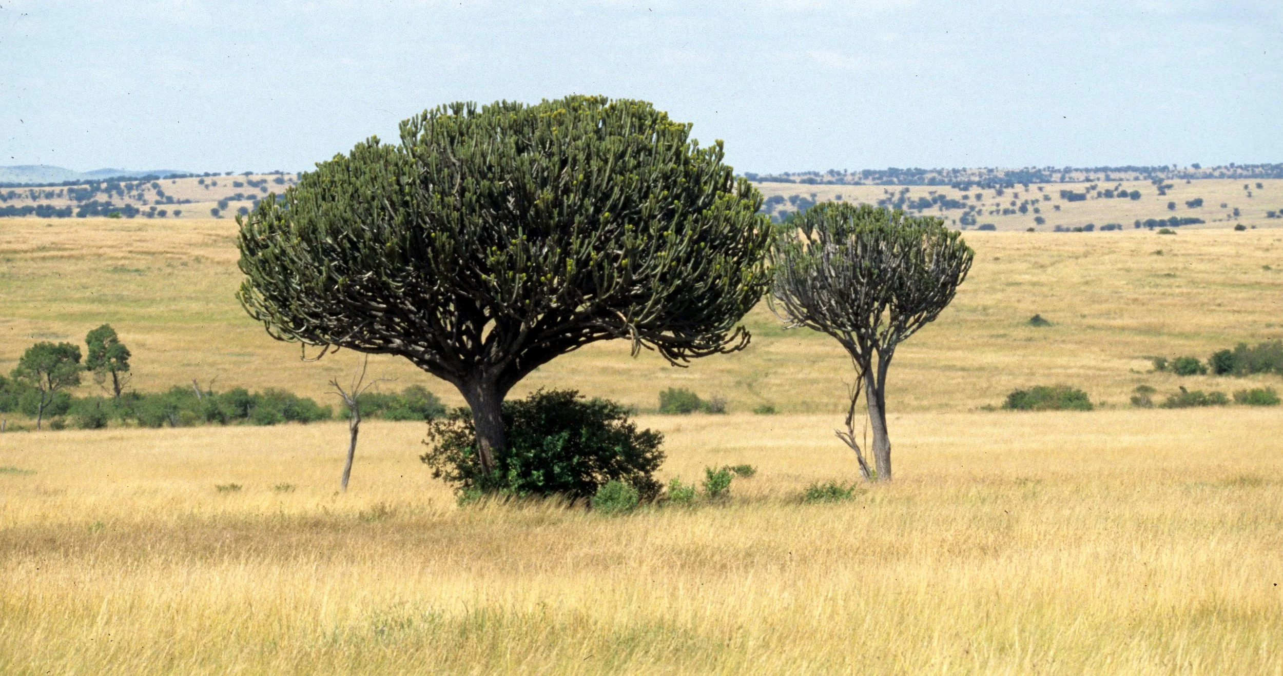 KENYA - SAVANAH BIOME (2).jpg