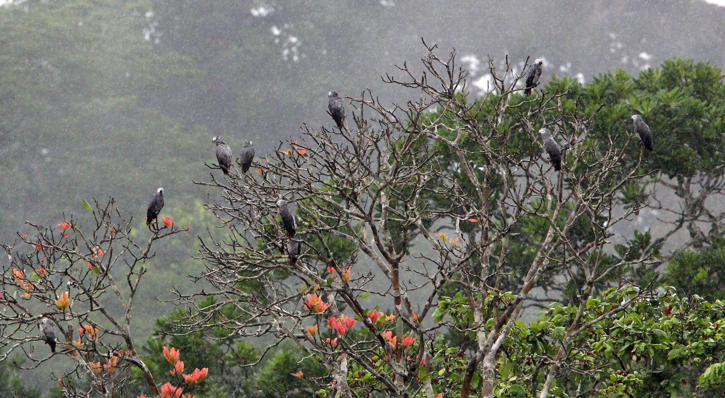 BIRD - PARROT - AFRICAN GREY PARROT - DZANGA BAI - DZANGA NDOKI NP CENTRAL AFRICAN REPUBLIC (16).JPG