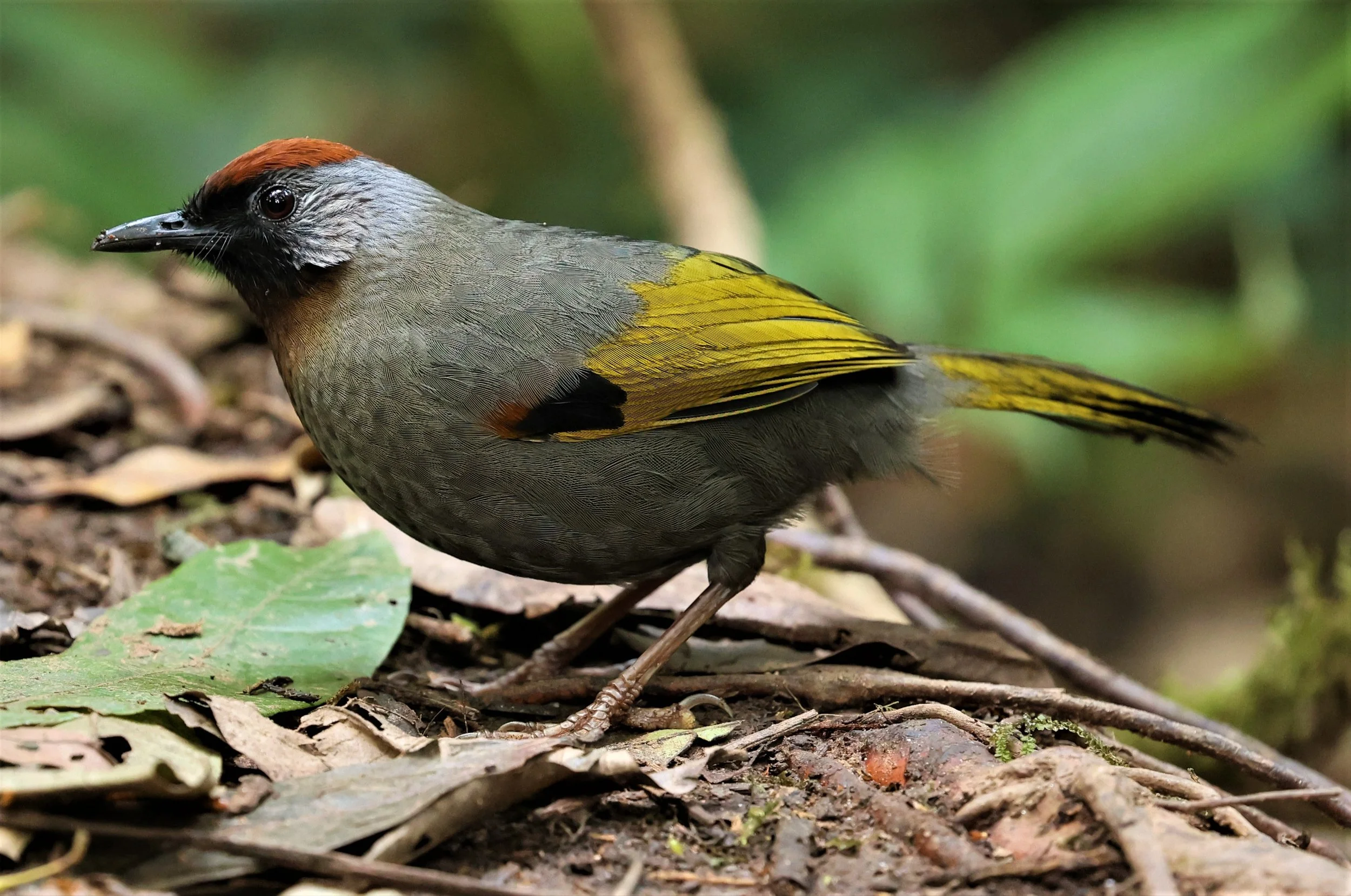 LAUGHINGTHRUSH - SILVER-EARED LAUGHINGTHRUSH - Trochalopteron melanostigma -DOI PHA HOM POK NP DOI LANG EAST FEB 2022 (8).jpg
