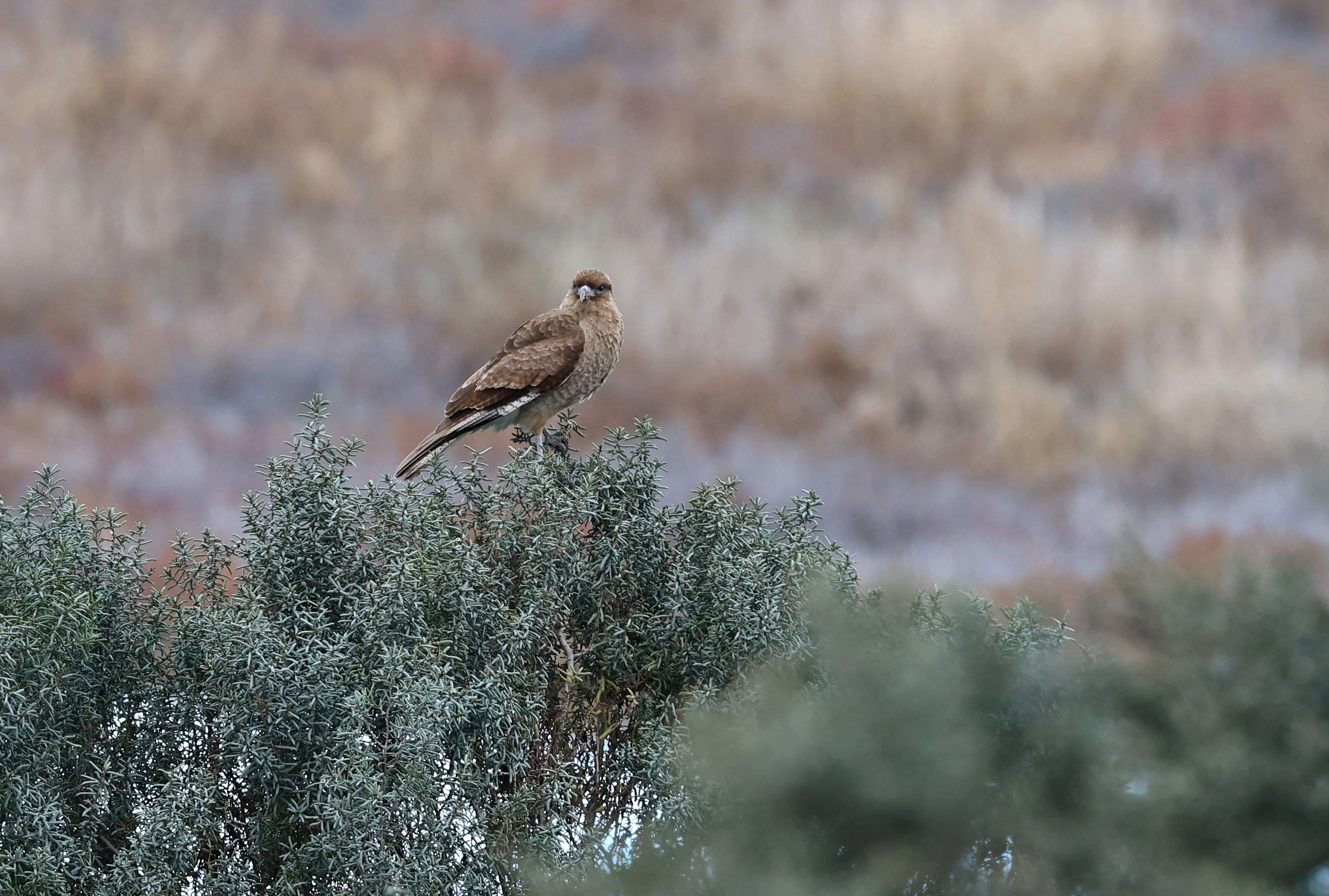 Chimango Caracara (Daptrius chimango) Lagunas del Ornitólogo, Trelew Argentina (9).jpg