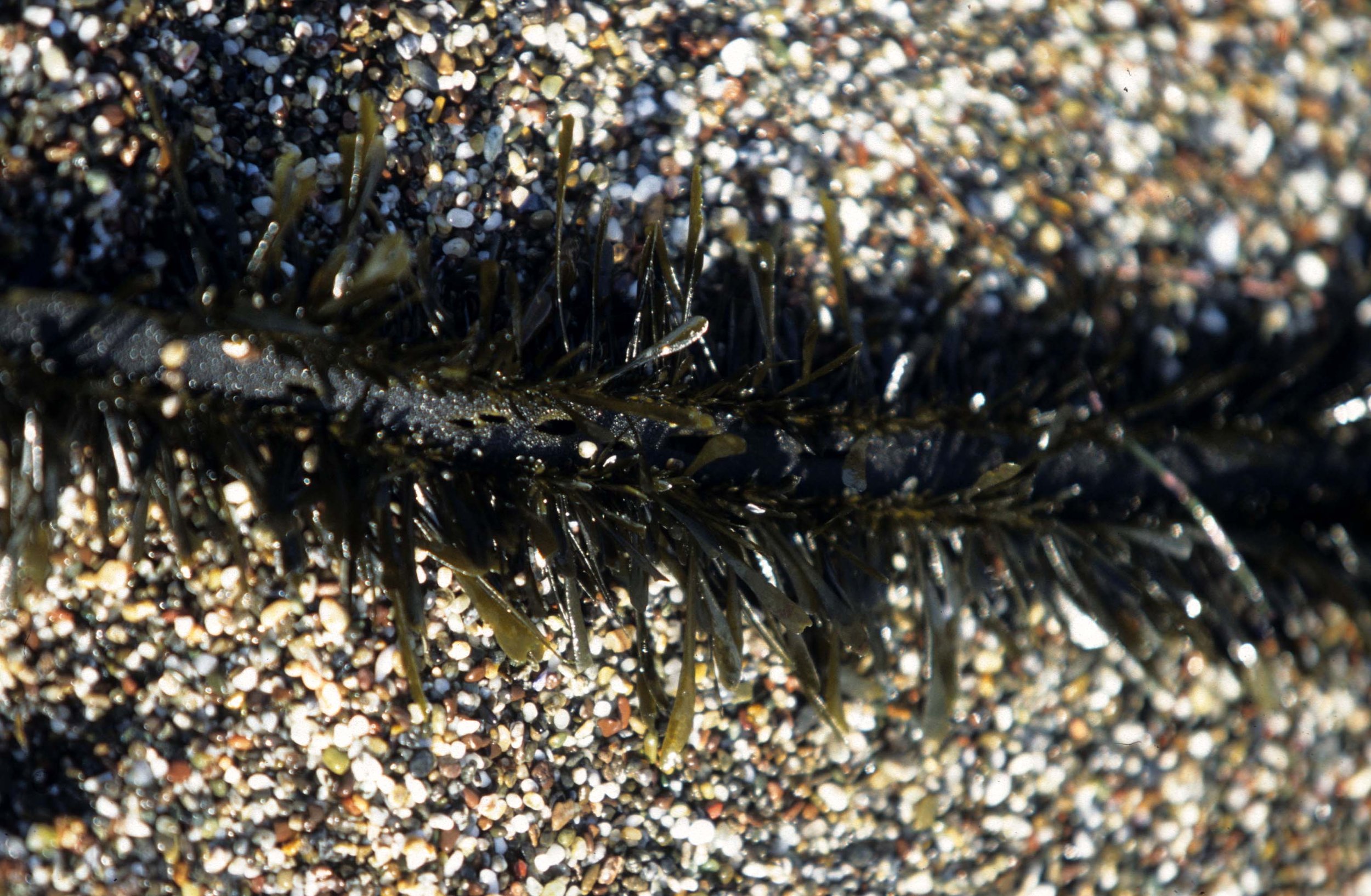 CALIFORNIA - BODEGA BAY - MARINE ALGAE SPECIES (4).jpg