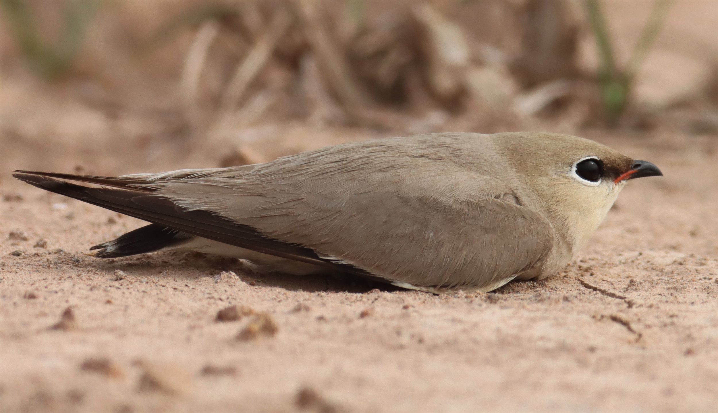 PRATINCOLE - SMALL PRATINCOLE - Glareola lactea - KABIN BURI WETLANDS 15KM OUT ON 304 (200).jpg