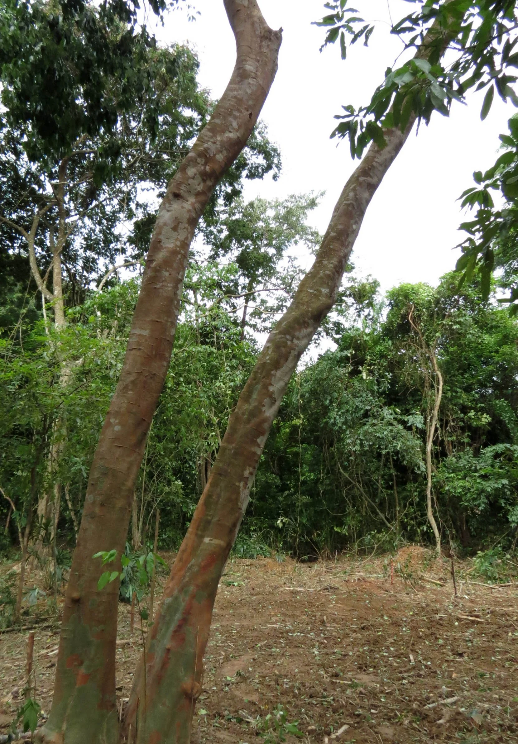 2014 Koh Lanta Build (18).JPG