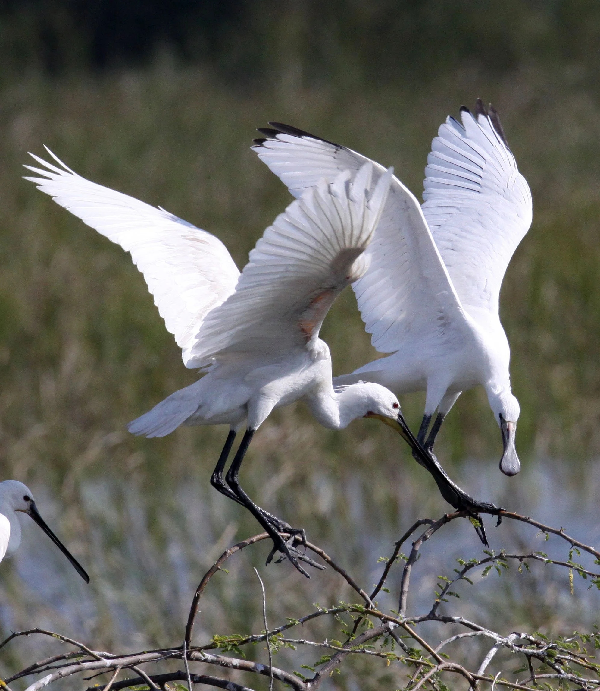 SPOONBILL - EURASIAN SPOONBILL - Platalea leucorodia - LITTLE RANN OF KUTCH GUJARAT INDIA (40).JPG