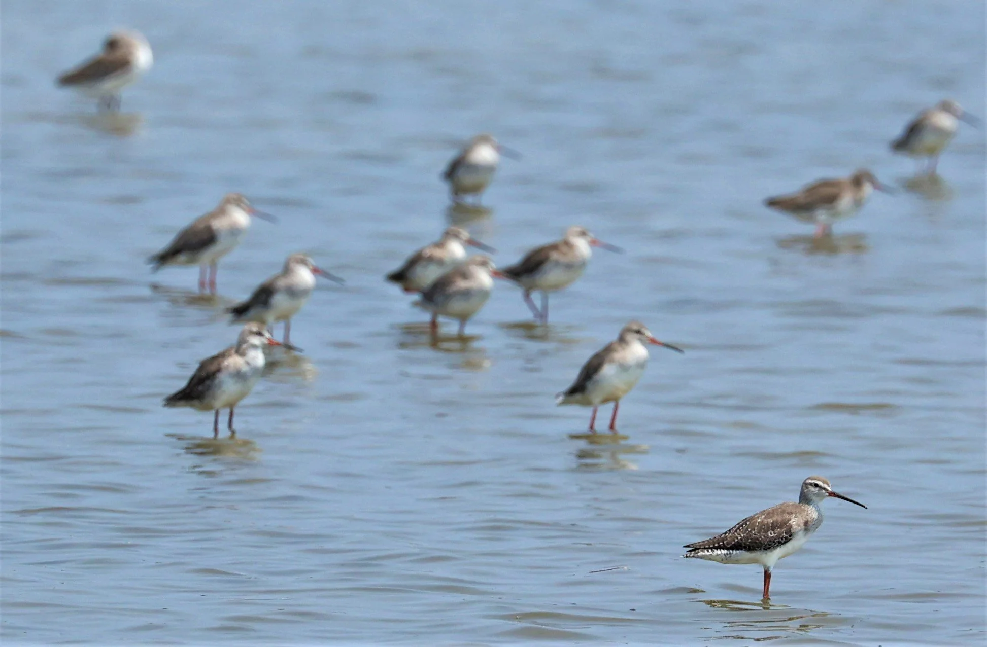 REDSHANK - SPOTTED REDSHANK - Tringa erythropus - LAEM PAK BIA MARCH 2022 (7).jpg