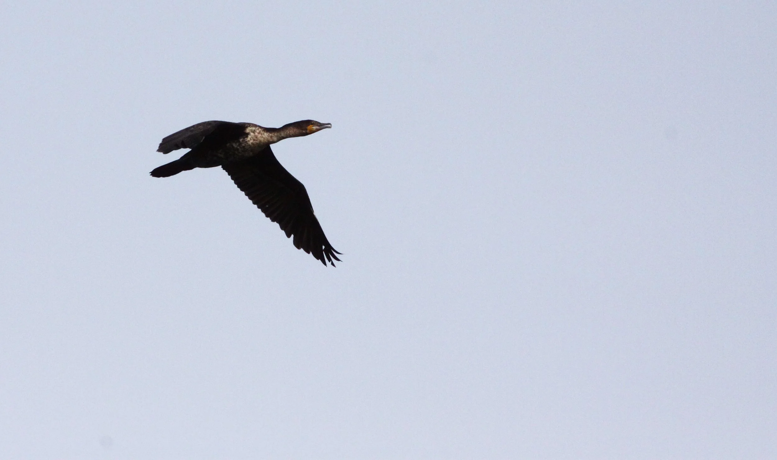 Phalacrocorax capensis - Cape Cormorant - De Hoop Resereve,South Africa (2).JPG