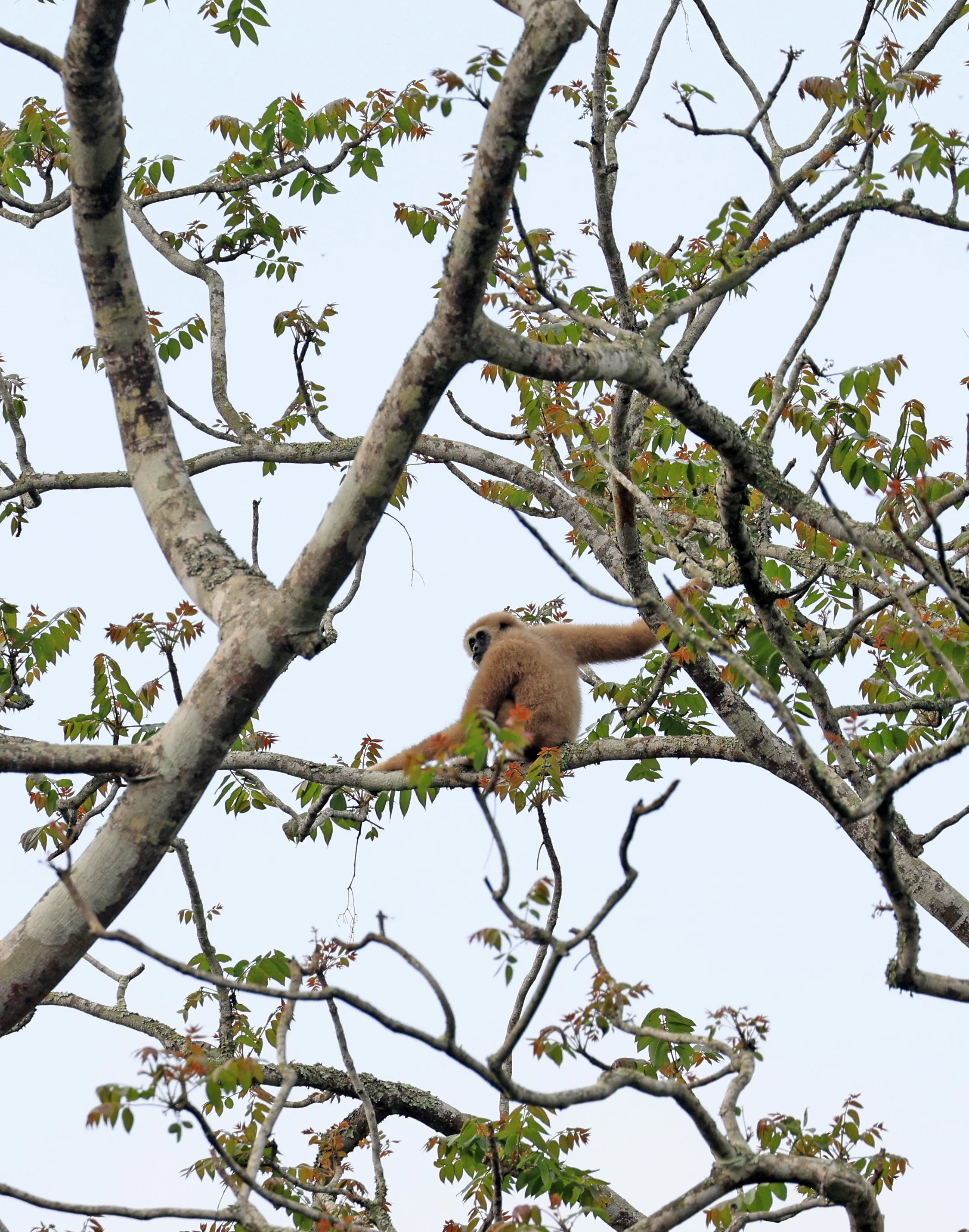 Lar or White-handed Gibbon (Hylobates lar) Kaeng Krachan National Park ESS Expedition 2026 (18).jpg