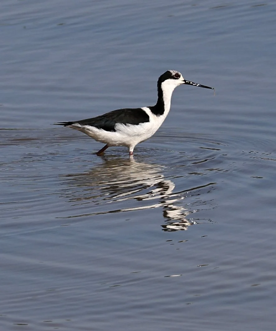 Black-necked Stilt (Himantopus mexicanus) Hotel Iparoma Campestre Paraguay (4).jpg