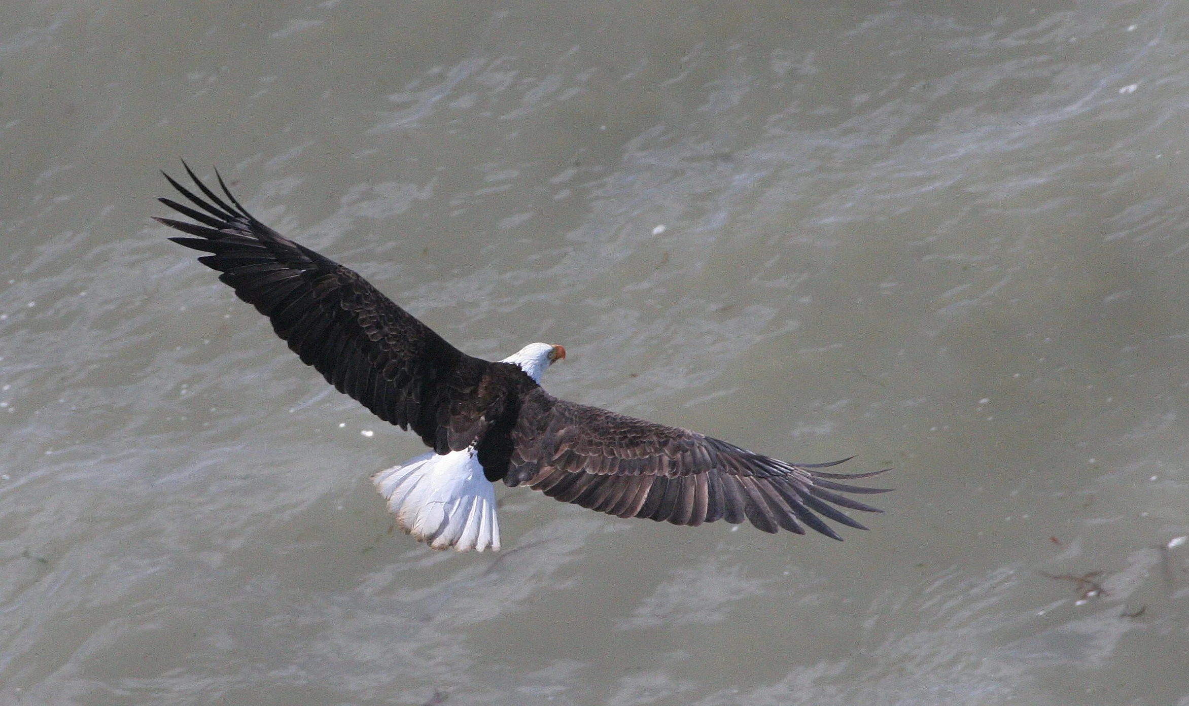 Haliaeetus leucocephalus - AMERICAN BALD EAGLE - LAKE FARM BLUFFS WASHINGTON (263).JPG