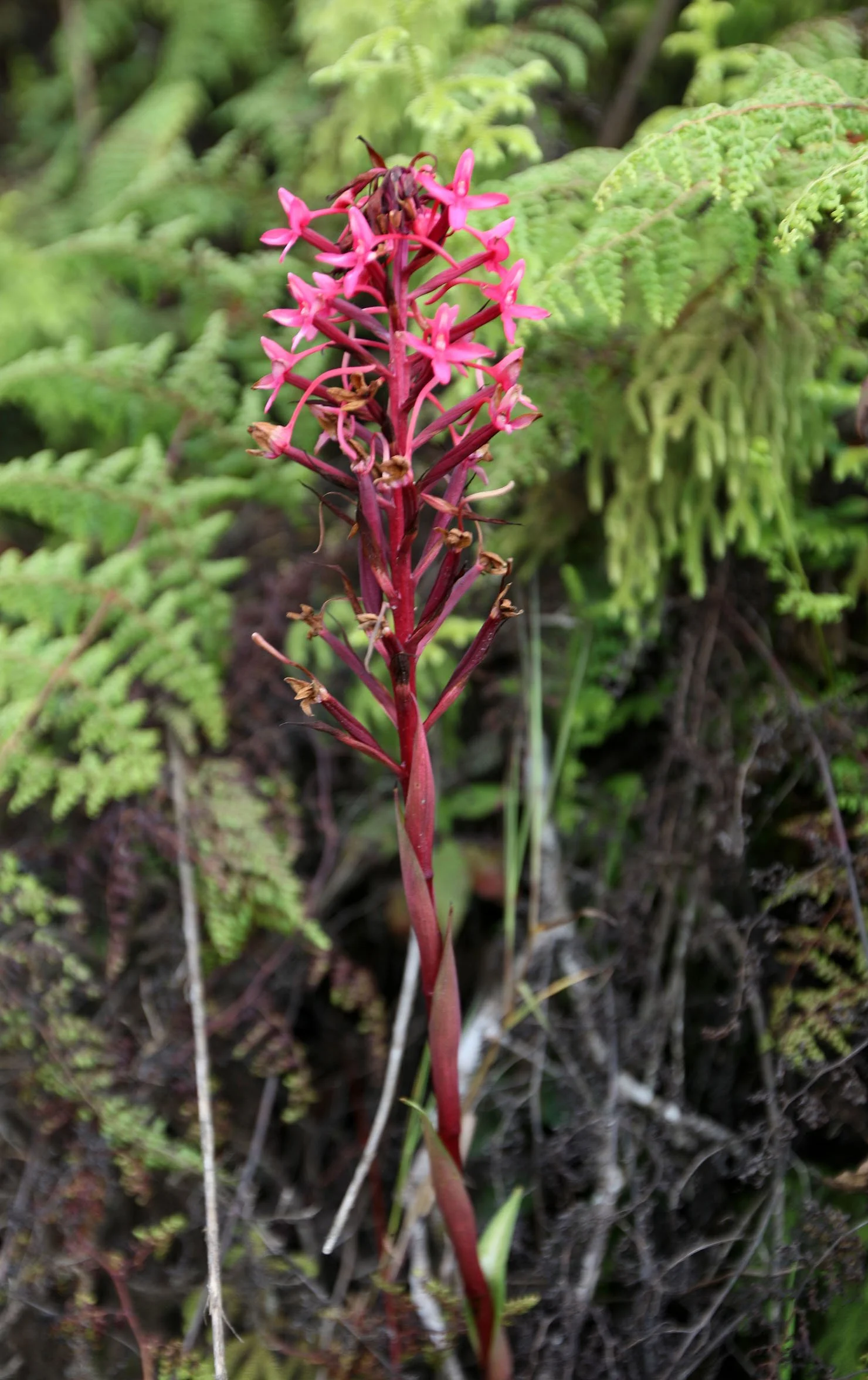 NYUNGWE NATIONAL PARK RWANDA 2 (50).JPG