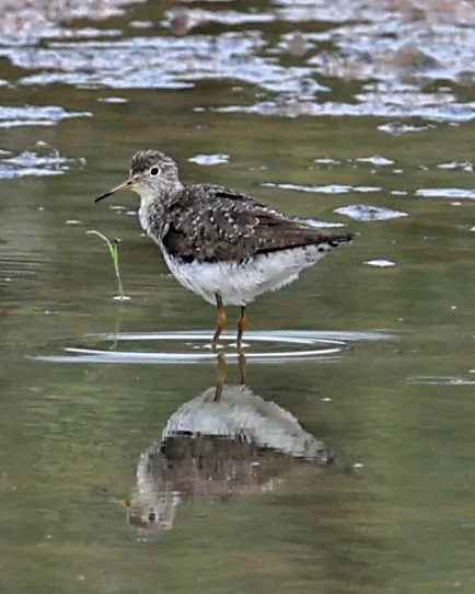 Lesser Yellowlegs (Tringa flavipes) Chaco Lodge & Laguna Salada Paraguay