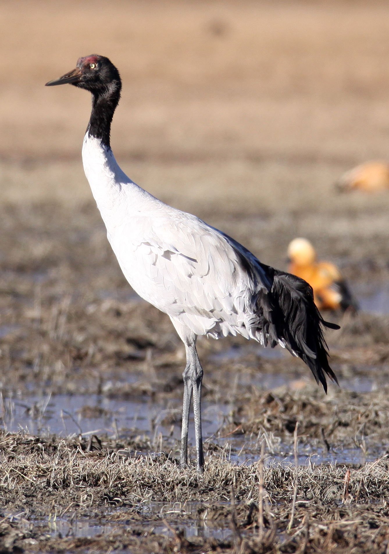 Grus nigricollis - BLACK-NECKED CRANE - NAPAHAI WETLANDS YUNNAN CHINA A (178).JPG