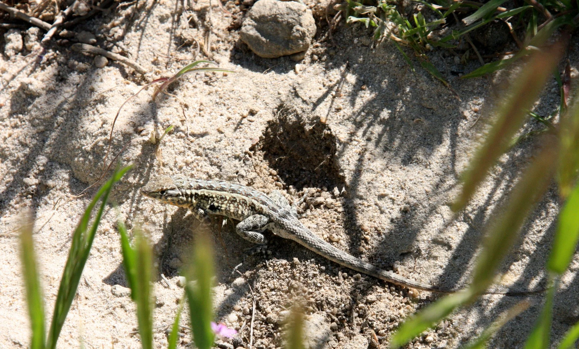 Uta stansburiana - COMMON SIDE-BLOTCHED LIZARD - CARRIZO PLAIN NATIONAL MONUMENT CALIFORNIA (5).JPG