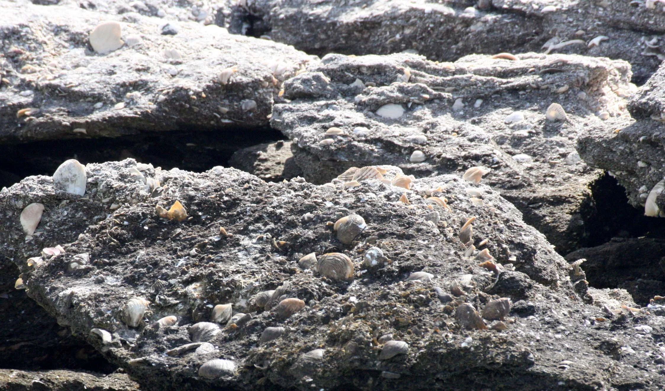 SAN IGNACIO LAGOON BAJA MEXICO - GEOLOGY - SHELL DEPOSITS.JPG
