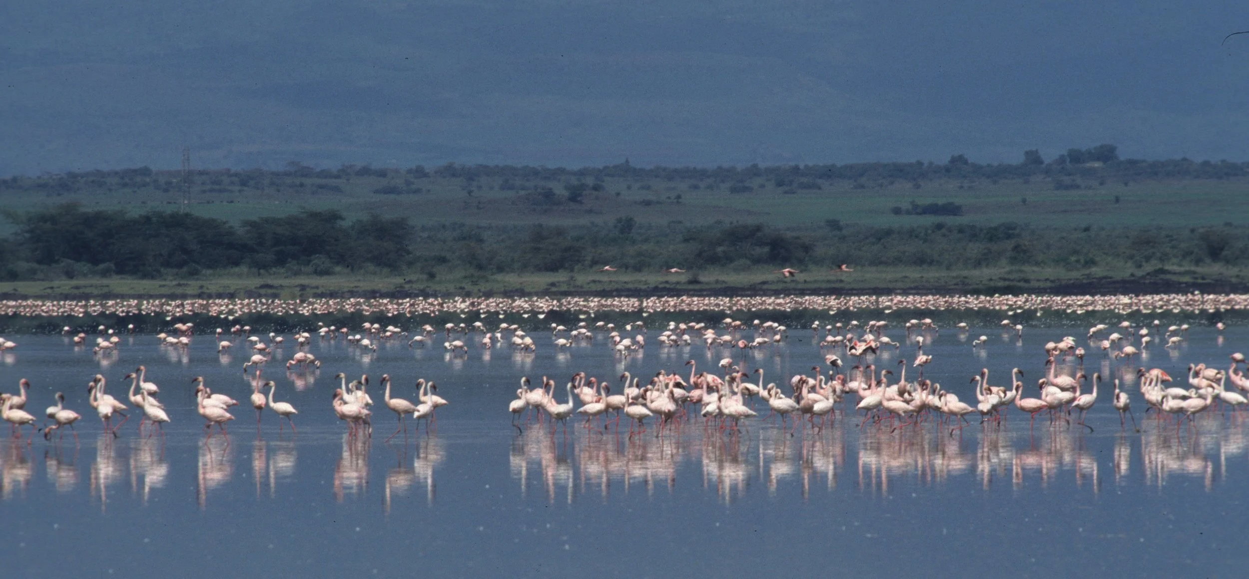 BIRDS - FLAMINGOS - ELEMENTAITA C.jpg