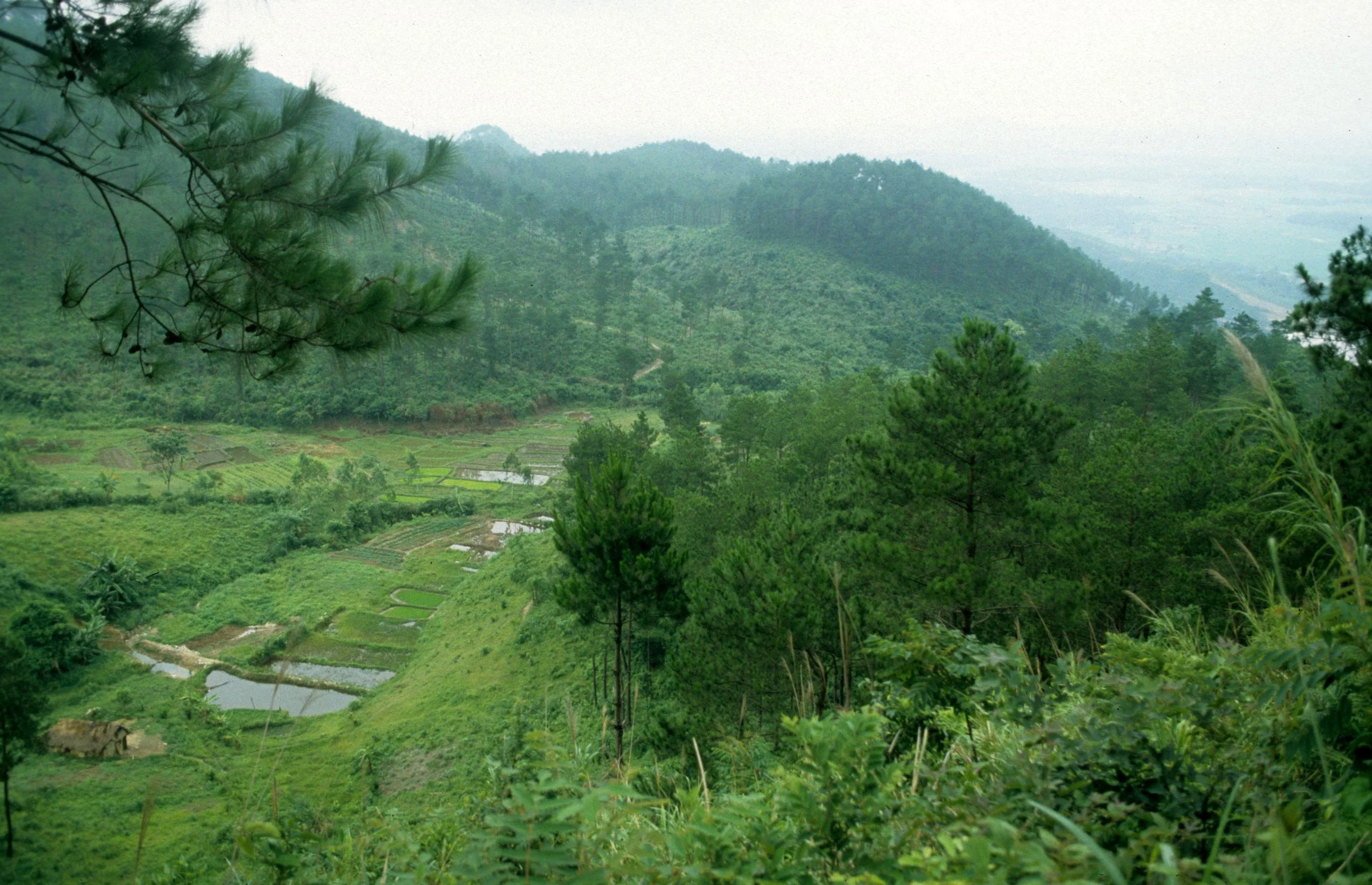 CENTRAL HIGHLANDS - VIEW FROM 1004 (2).jpg