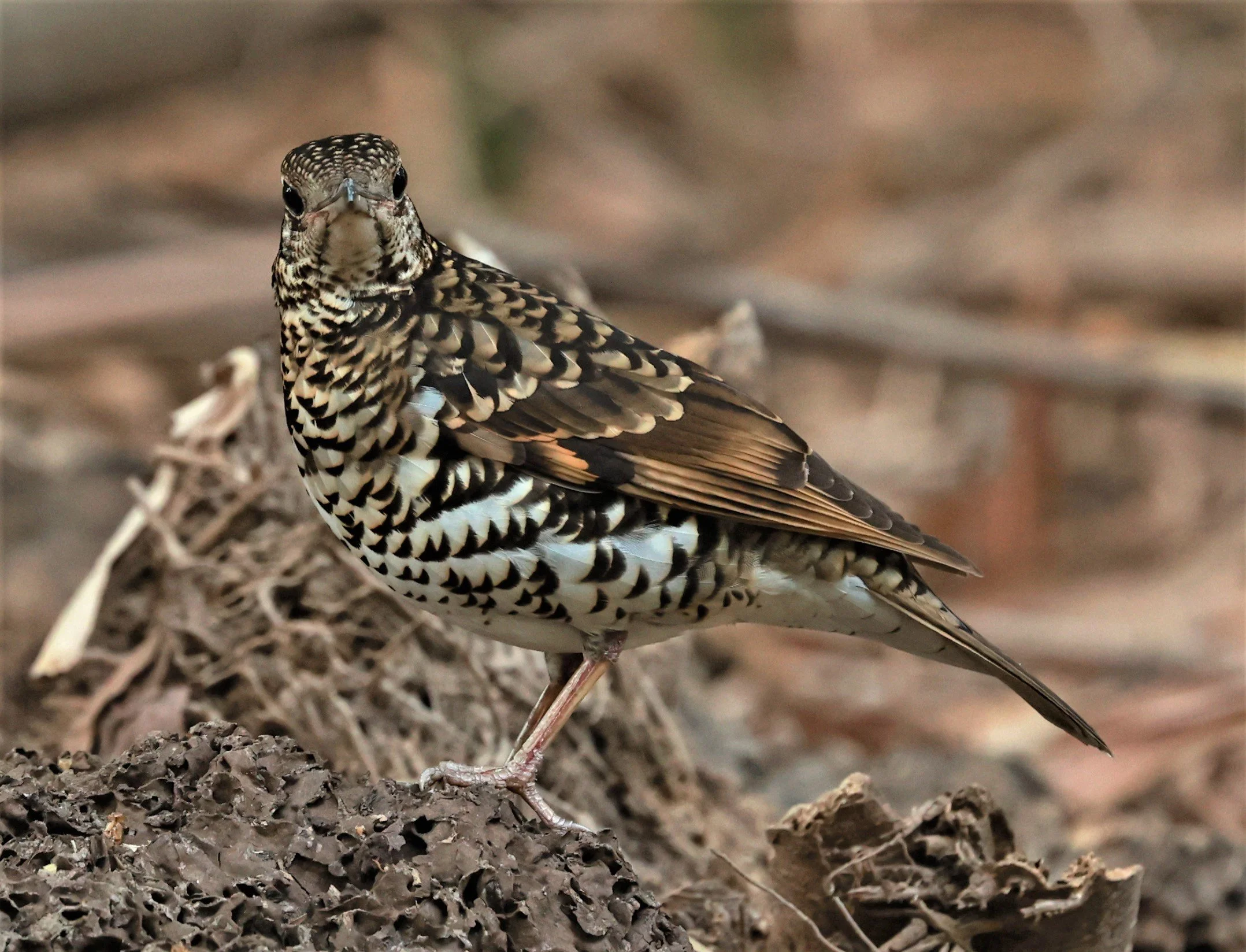 White's Thrush (Zoothera aurea) Putthamonthon Park Nakhon Pathom Thailand (109).jpg