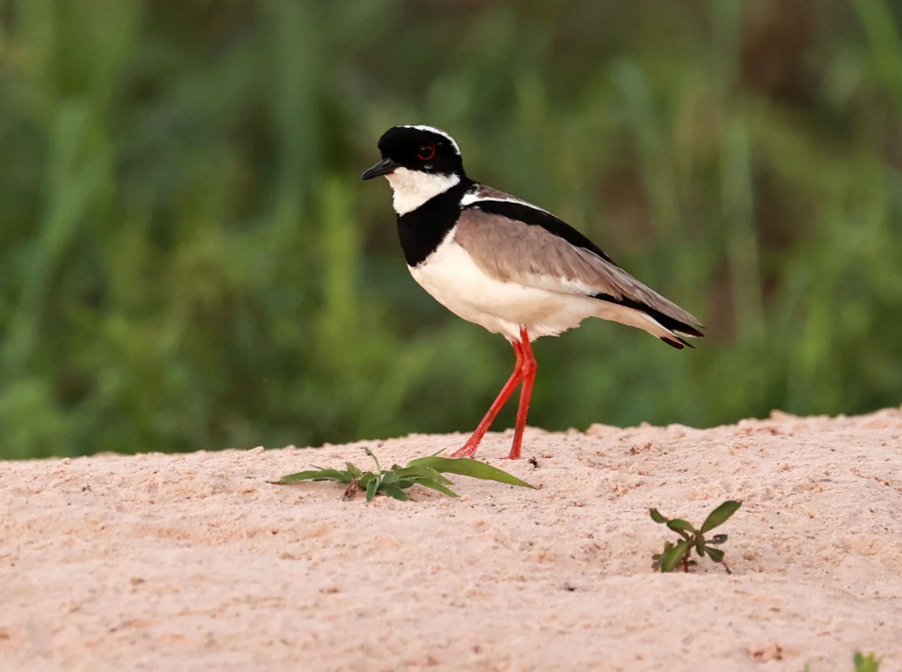 Lapwing - Pied Lapwing or Plover - Vanellus cayanus - Pantanal, Encontro das Águas State Park, Porto Jofre, Cuiaba River, Brazil (7).jpg