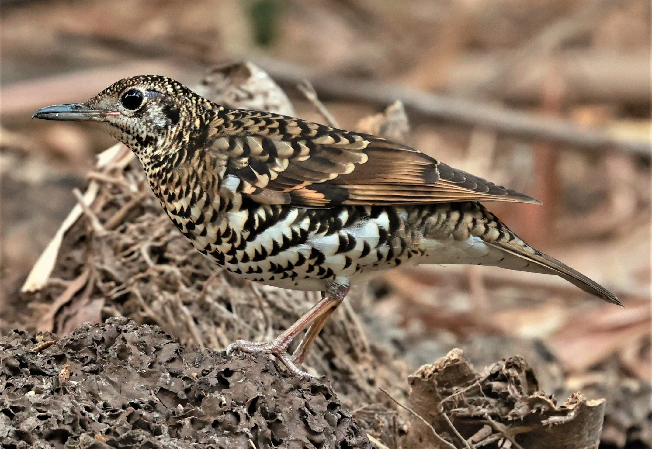 White's Thrush (Zoothera aurea) Putthamonthon Park Nakhon Pathom Thailand (140).jpg