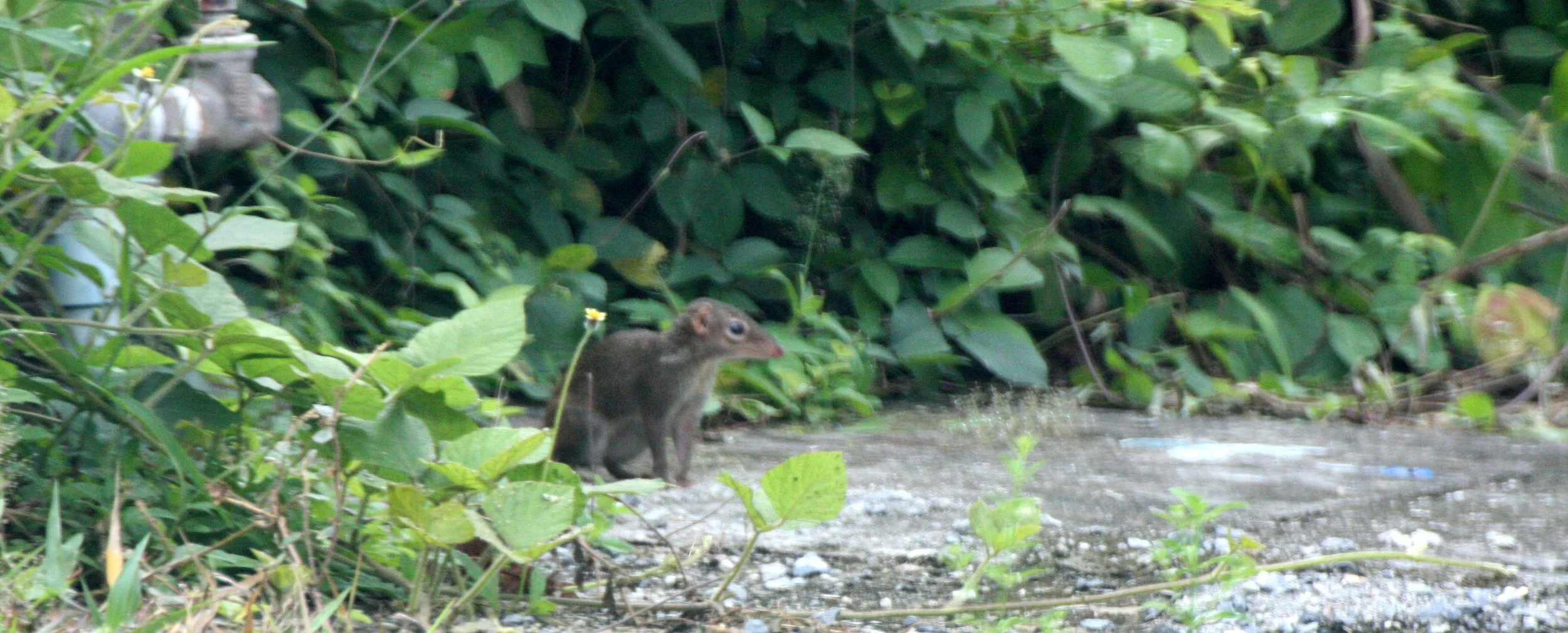 Tupaia glis longipes - COMMON TREE SHREW - NAKHONSITHAMMARAT, THAILAND.JPG