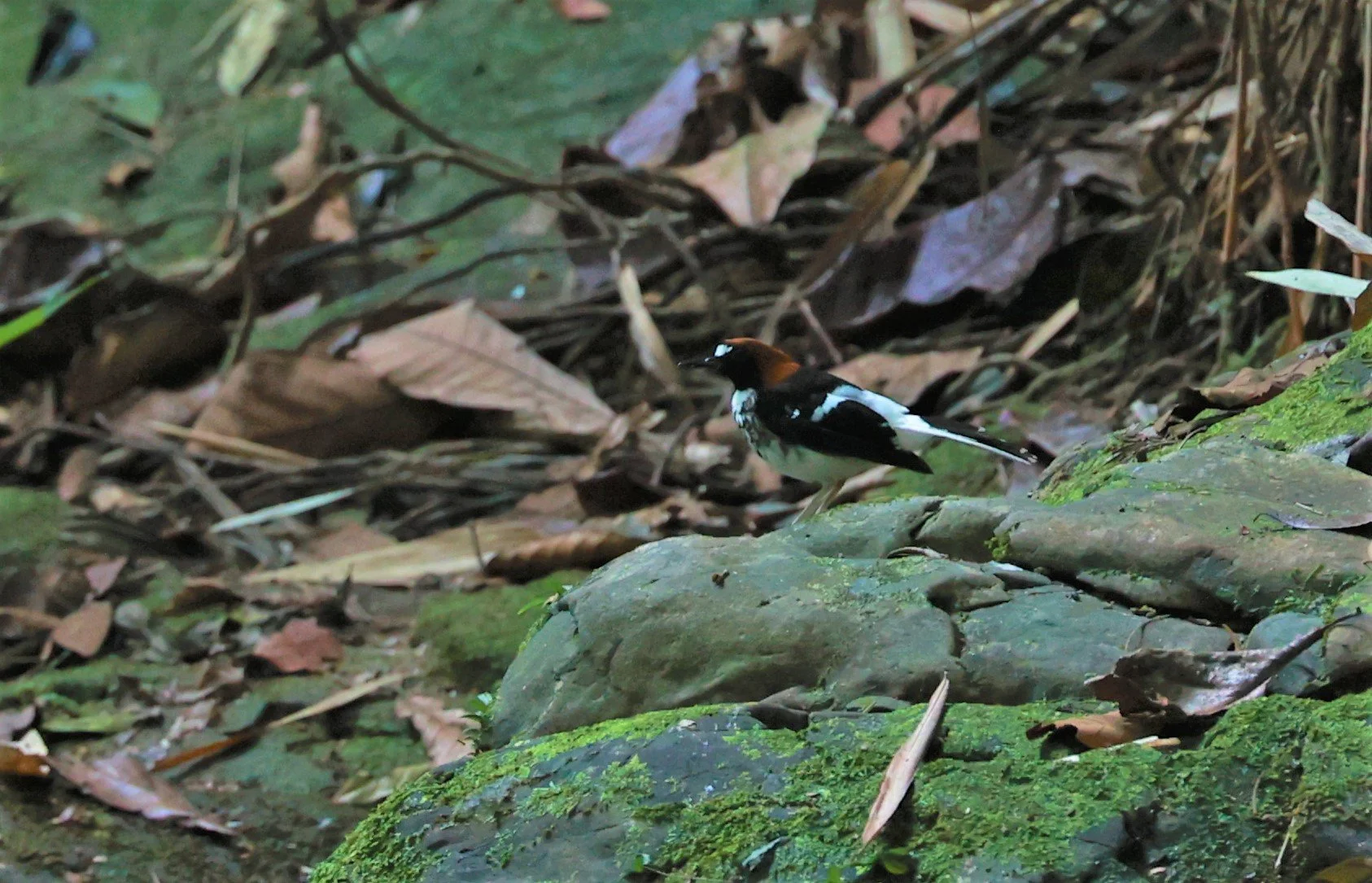 FORKTAIL - Chestnut-naped Forktail - Enicurus ruficapillus - Si Phang Nga National Park, Thailand Feb 18-19, 2023 (7).jpg