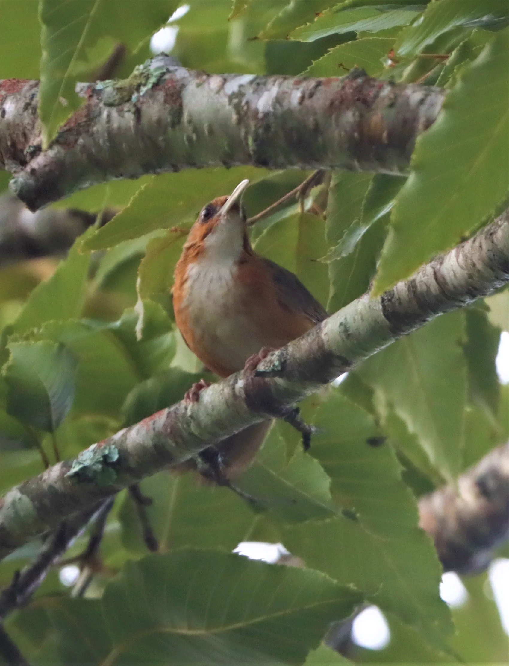 SCIMITAR BABBLER - RUSTY-CHEEKED SCIMITAR BABBLER - Erythrogenys erythrogenys - DOI LANG CHIANG MAI (9).jpg