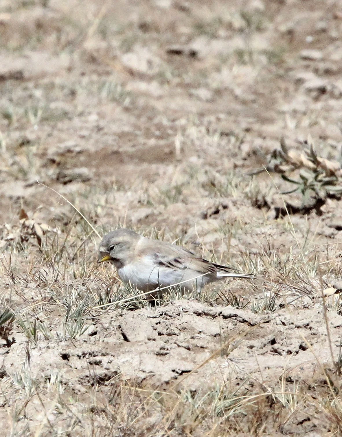 Mongolian Finch (Bucanetes mongolicus) Ku Hai Laike, Qinghai China (1).JPG