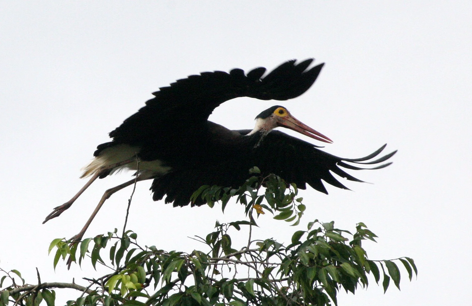STORK - STORM'S STORK - Ciconia stormi - KINABATANGAN RIVER BORNEO (3).JPG