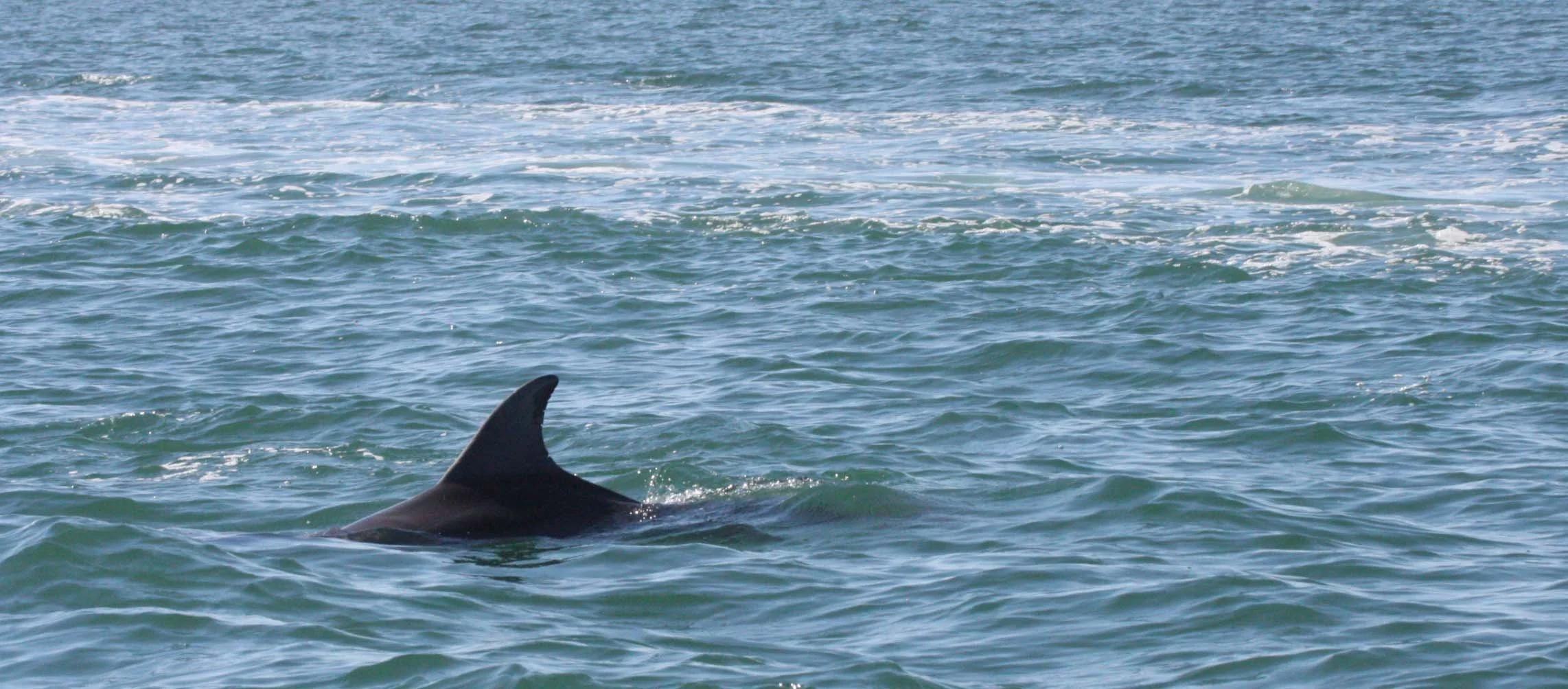 Tursiops truncatus - COMMON BOTTLENOSE DOLPHIN - SAN IGNACIO LAGOON BAJA MEXICO (29).JPG