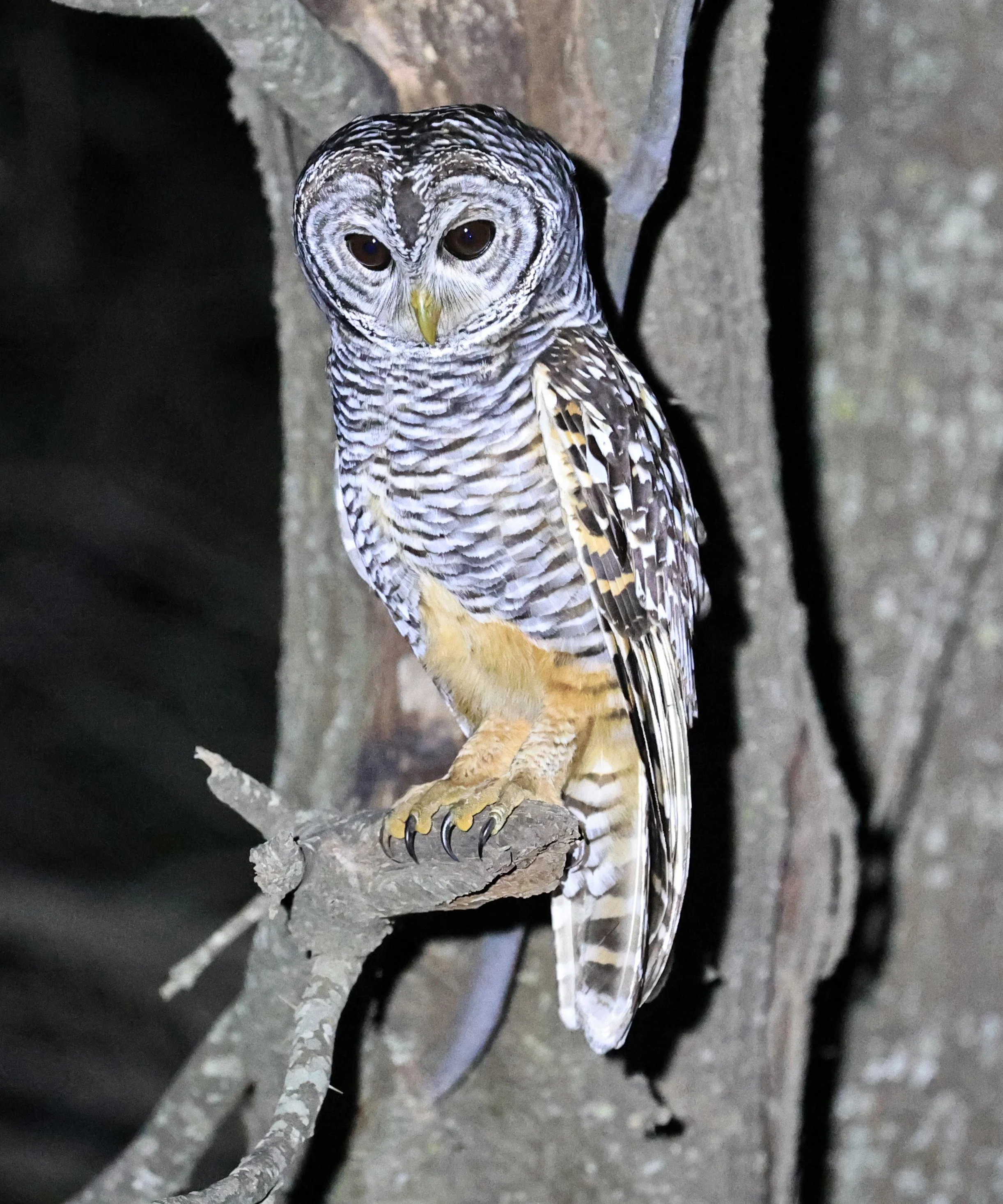 Chaco Owl (Strix chacoensis) Estancia Campo'í Paraguay (59).jpg