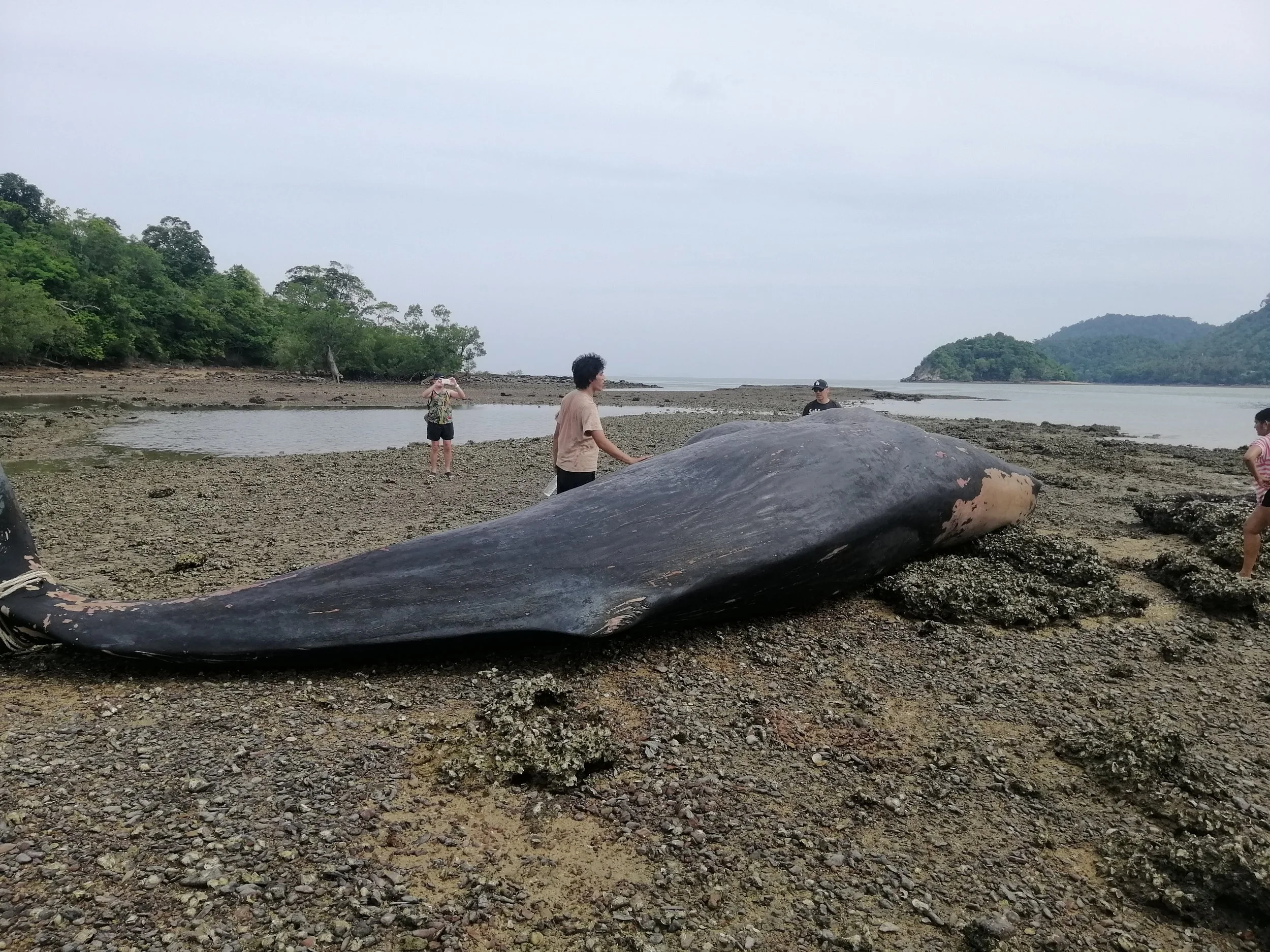 2019 Koh Lanta Dead Sperm Whale Summer Trip (3).jpg