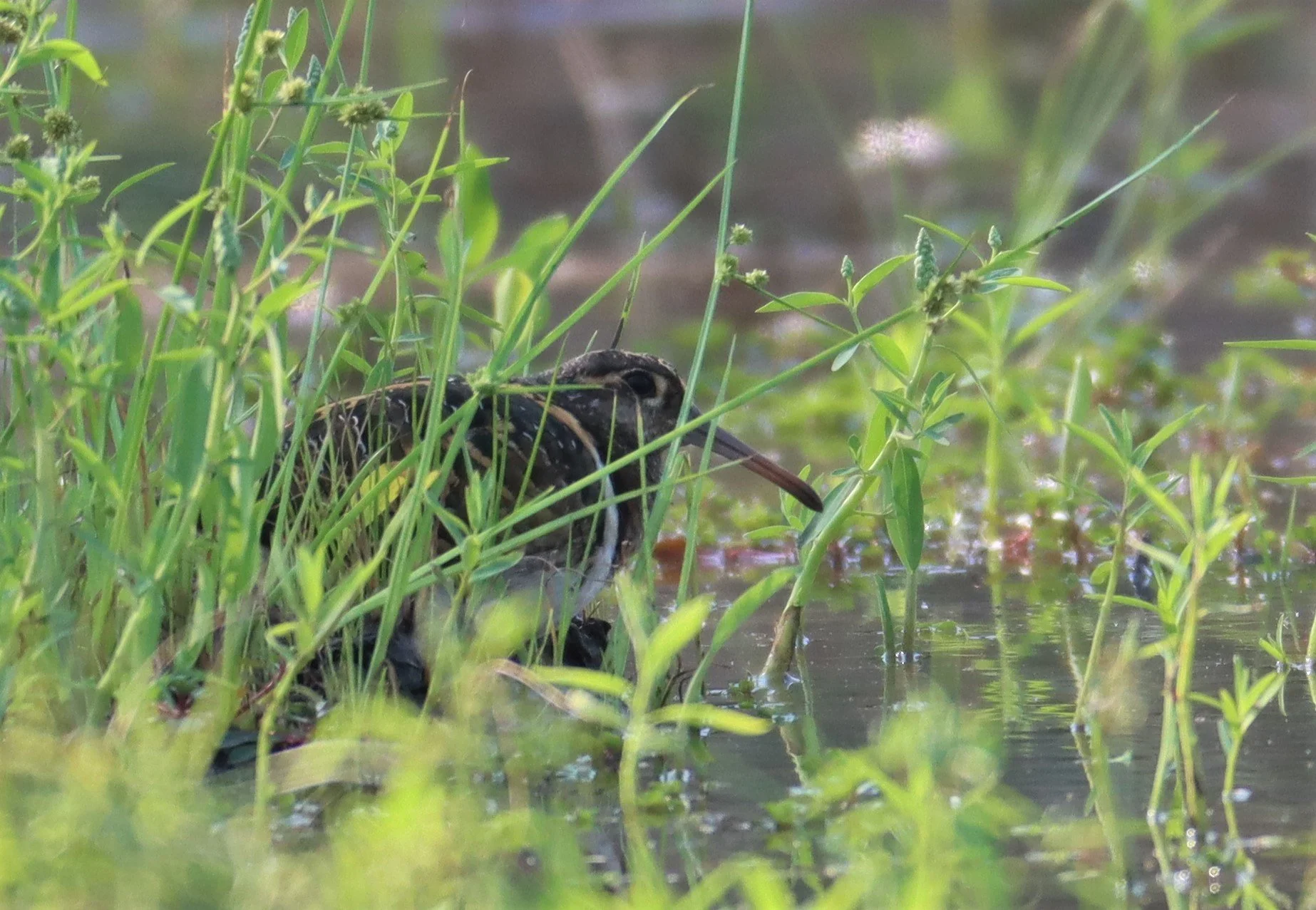SNIPE - GREATER PAINTED SNIPE - Rostratula benghalensis - PATHUM THANI RICE RESE (26).JPG
