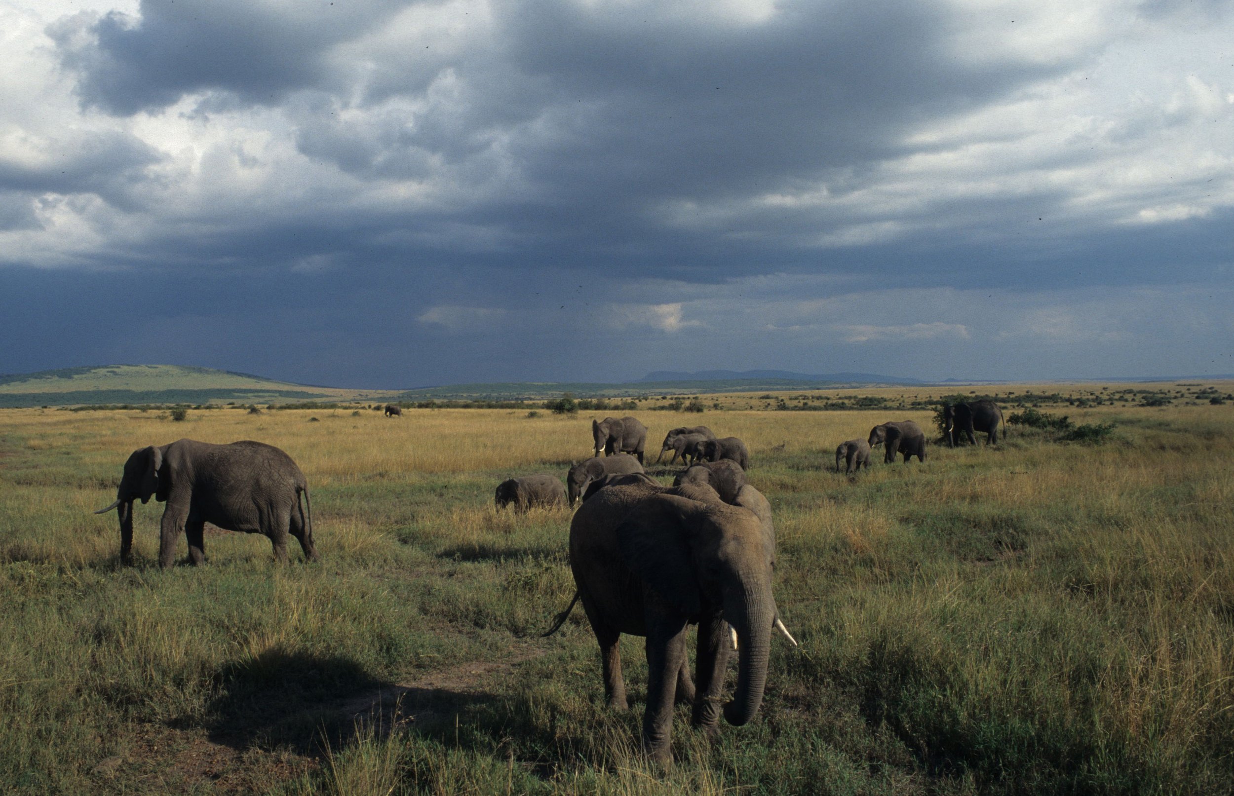 ELEPHANT - SERENGETI 32.jpg