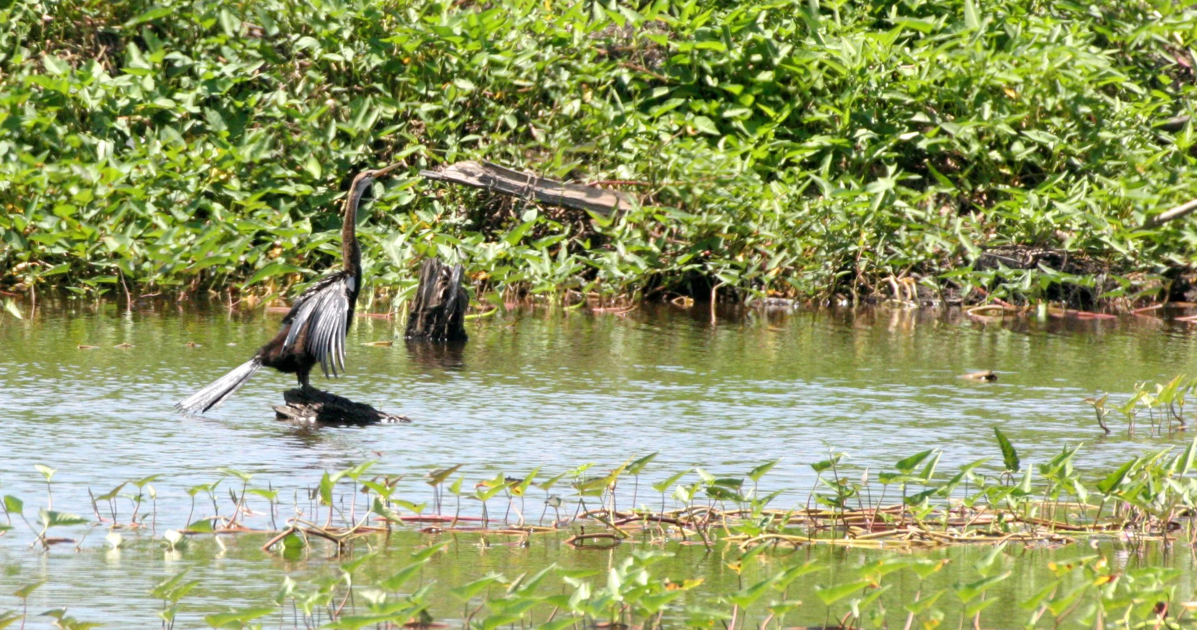 BIRD - ORIENTAL DARTER - TABIN WILDLIFE RESERVE BORNEO (4).JPG