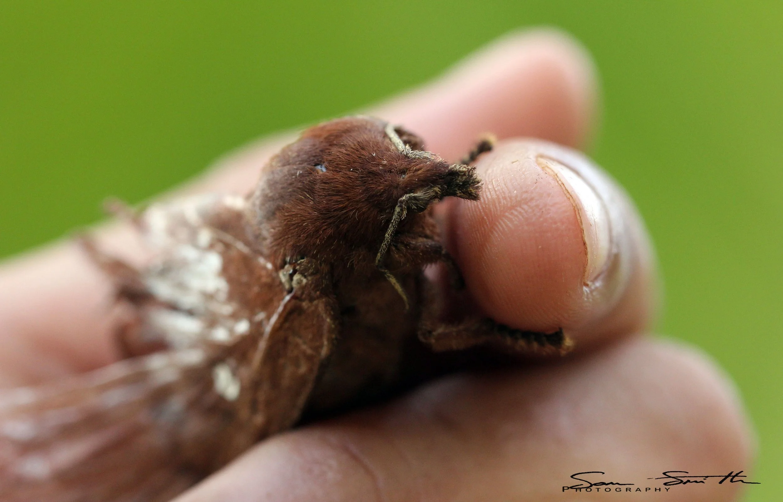 Lasiocampidae - Euthrix laeta - Koh Lanta, Thailand (8).JPG