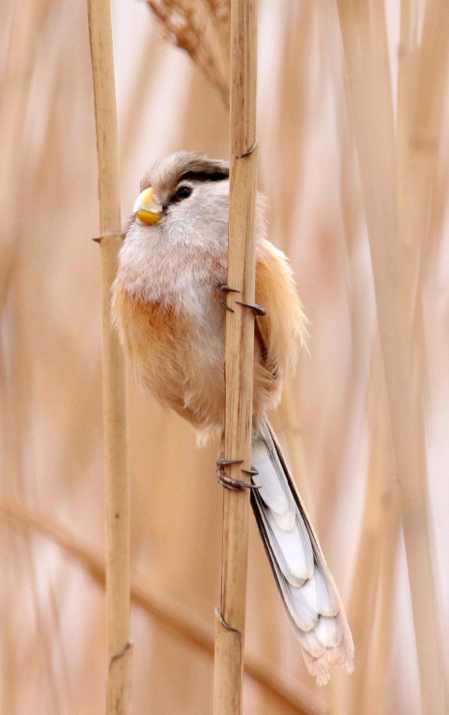 BIRD - PARROTBILL - REED PARROTBILL - YANCHENG CHINA (14).JPG