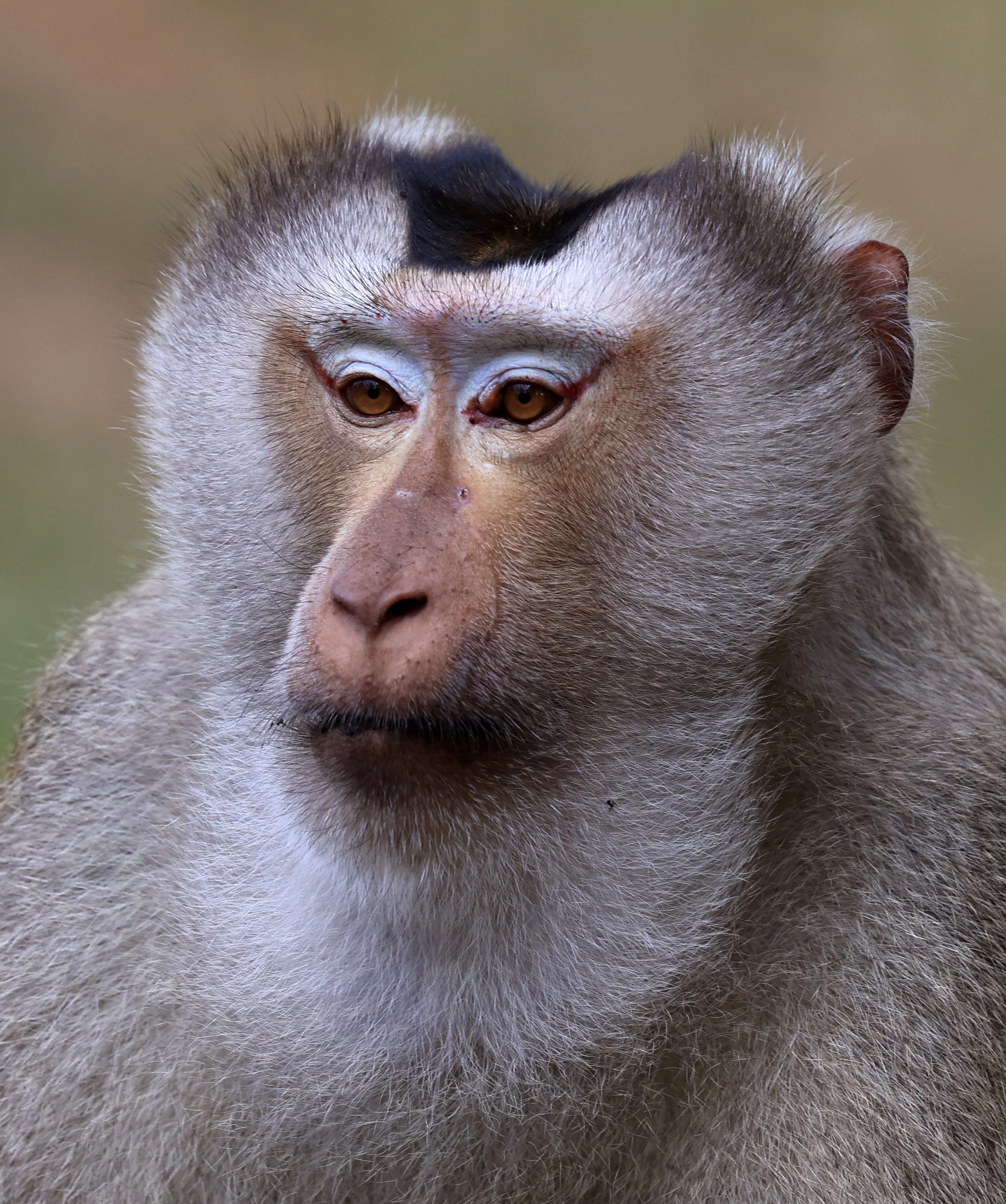 Northern Pig-tailed Macaque (Macaca leonina) Khao Yai National Park Feb 2026 Day 3 (49).jpg