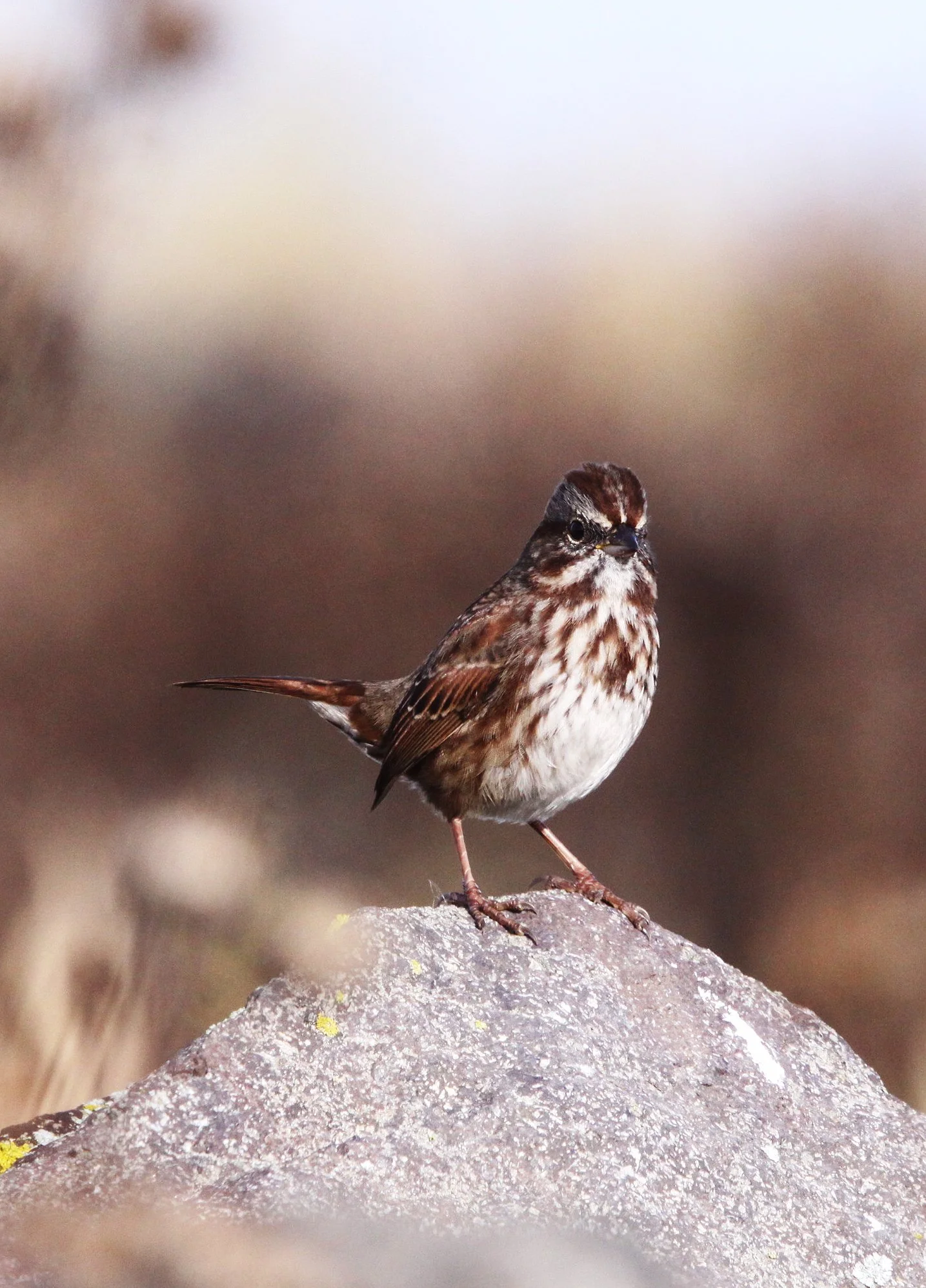 Fox Sparrow (Passerella iliaca) Jamestown Washington Olympic Peninsula