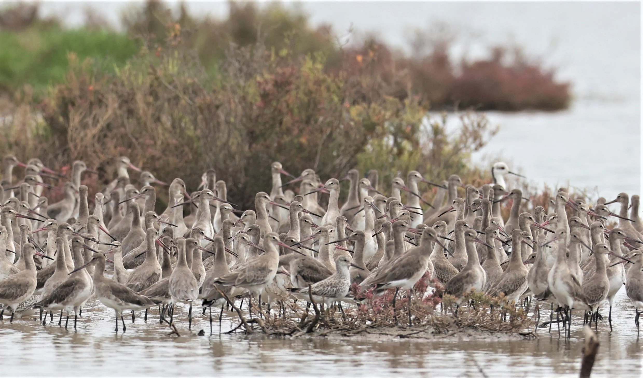 GODWIT - BLACK-TAILED GODWIT - Limosa limosa - BANG PU MANGROVE FOREST 14 NOVEMBER 2021 (24).jpg