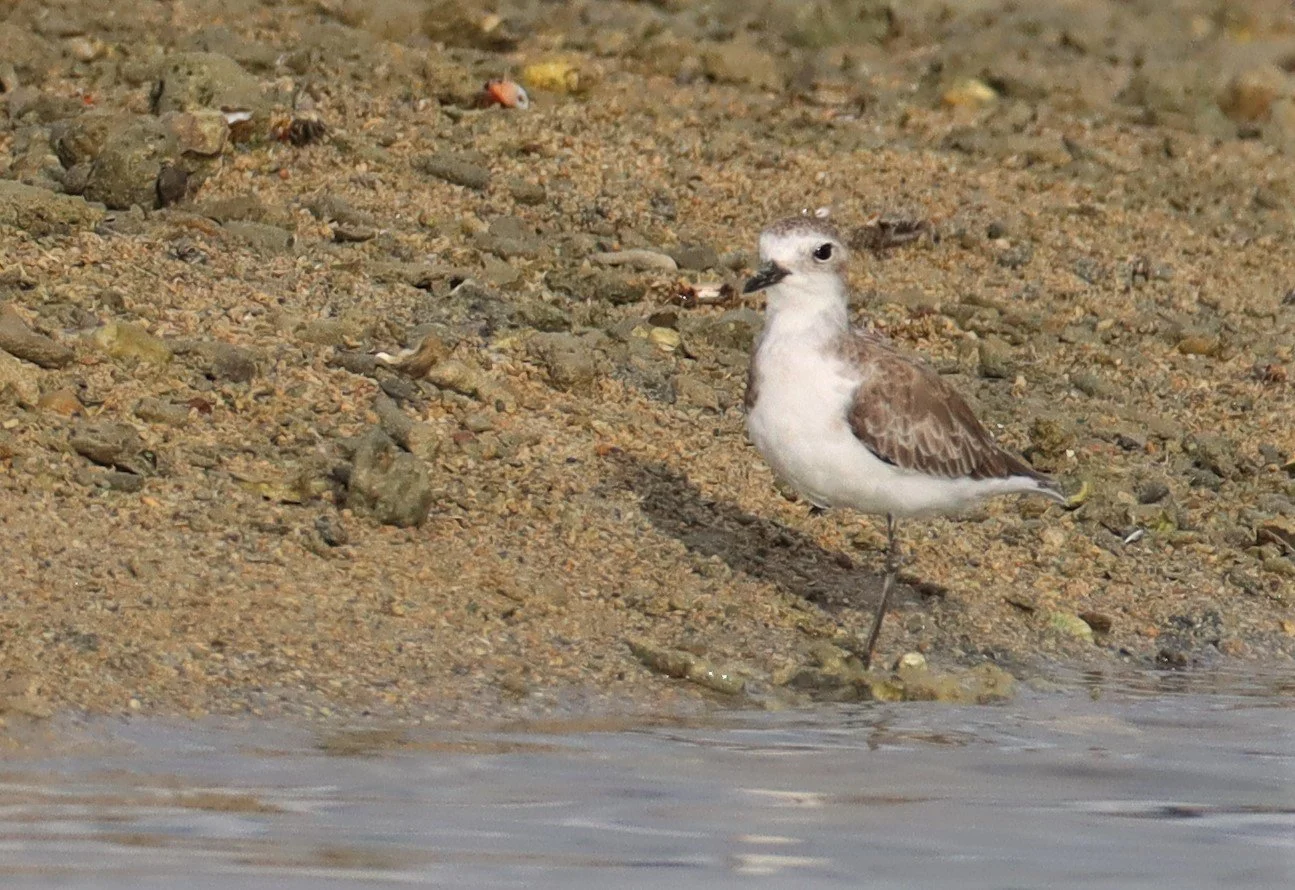 PLOVER - GREATER SAND-PLOVER -Charadrius leschenaultii - LAEM PAKARAM PHANG NGA PROVINCE 2021 (8).jpg