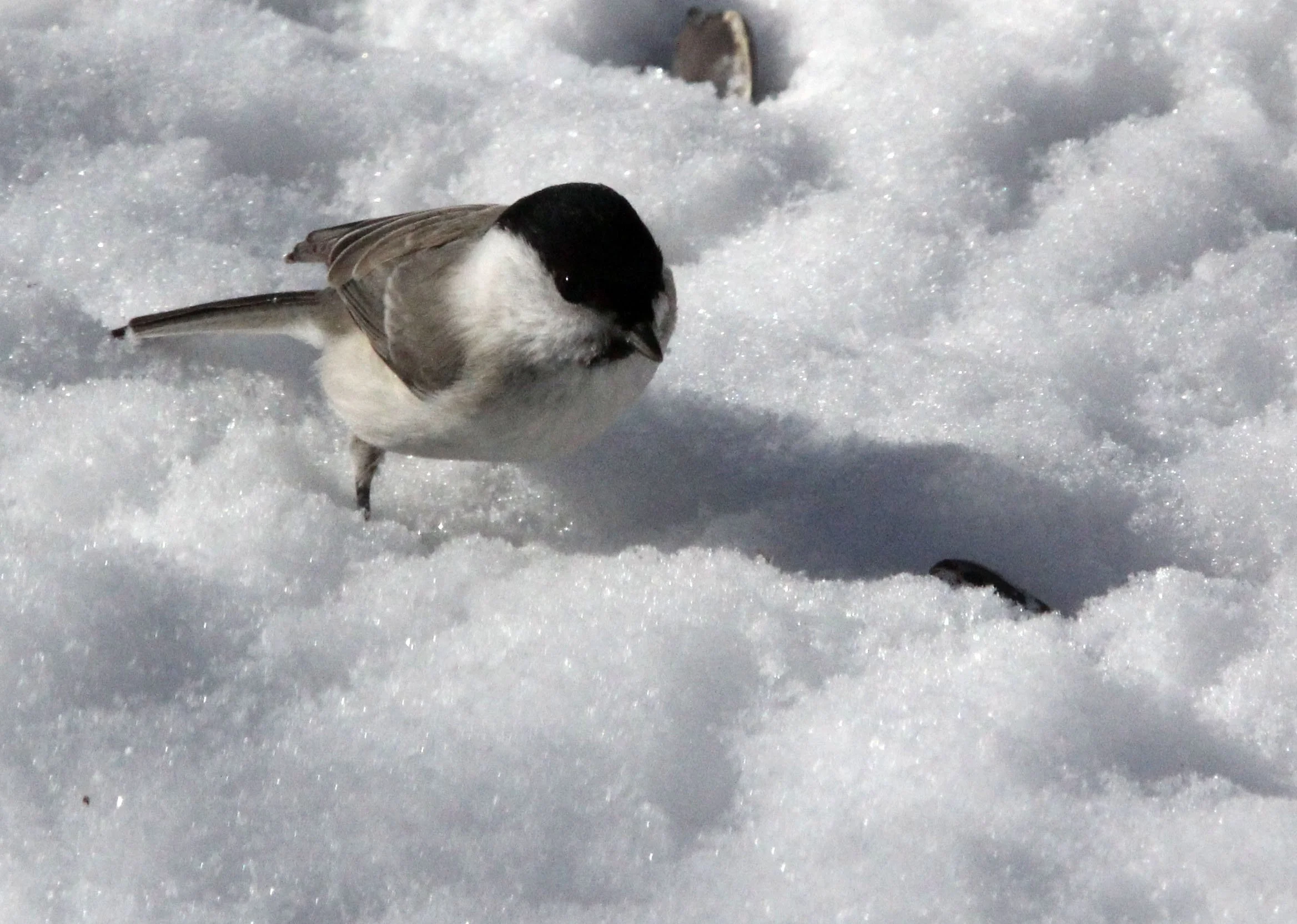 Willow Tit (Poecile montanus) Yoroushi Spa, Hokkaido Japan (6).JPG