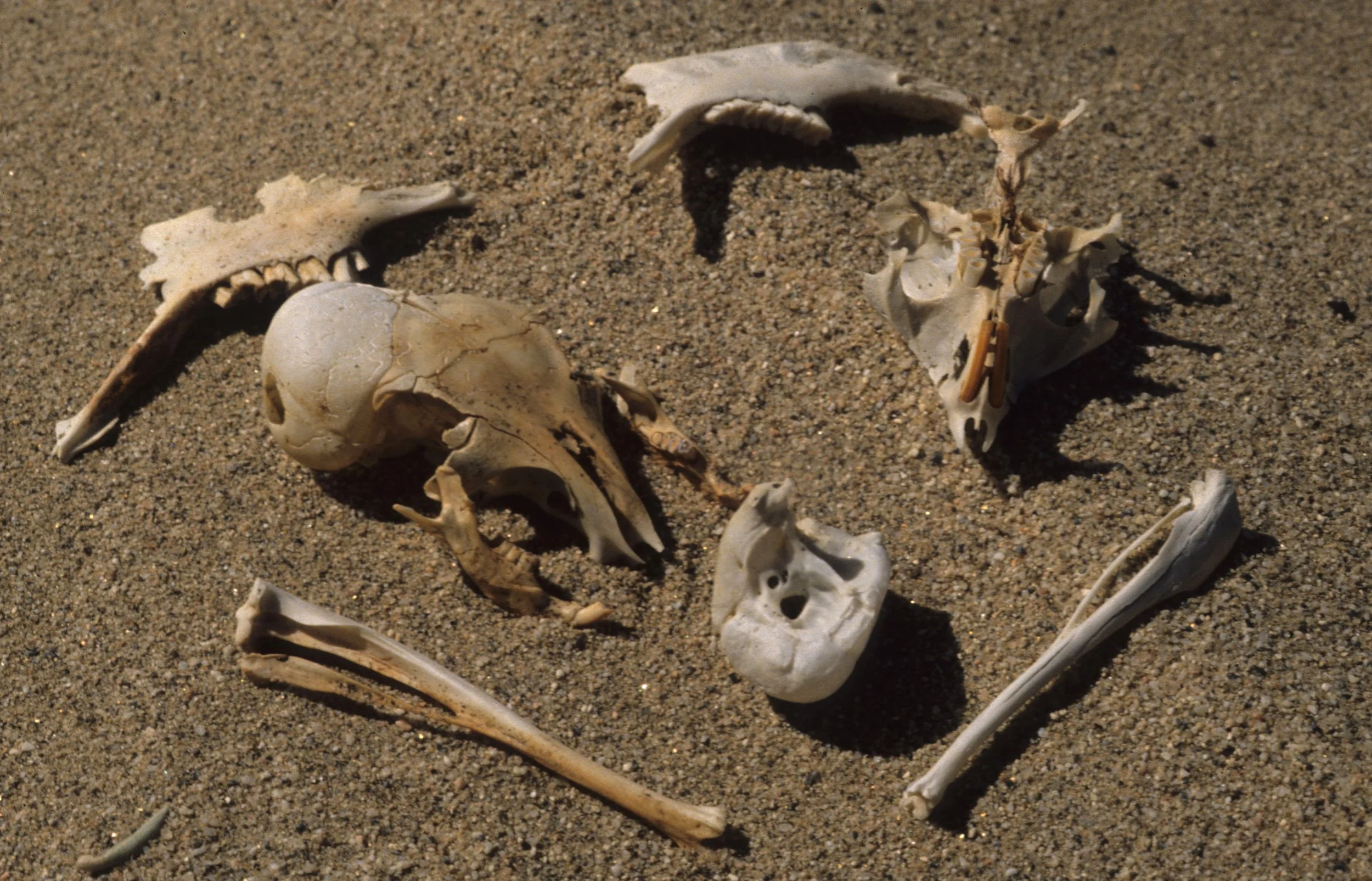 ANZA BORREGO - MAMMAL REMAINS.jpg